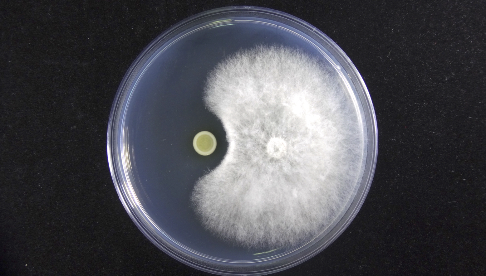 The Challenge of Bacterial Biocontrol Agents for Phytopathogenic Fungi