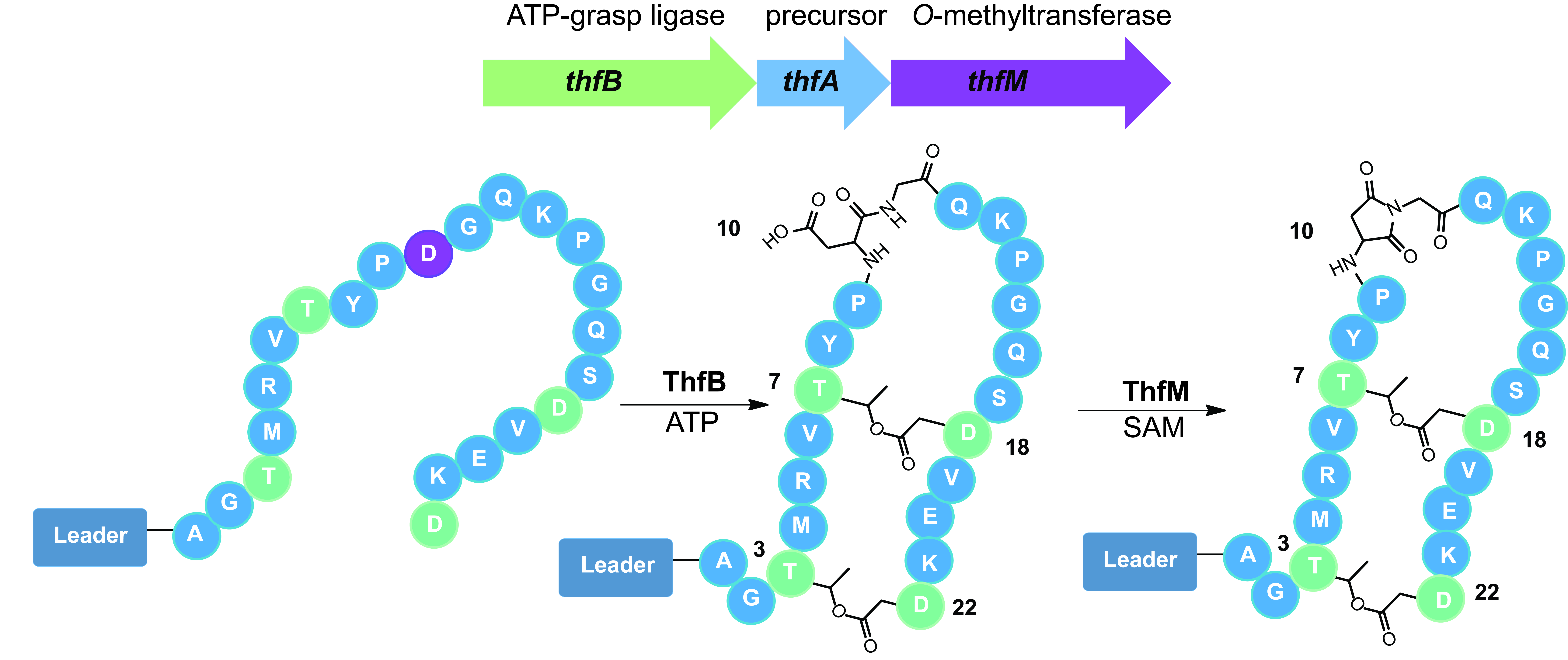 An Aspartimide Containing Graspetide RiPP