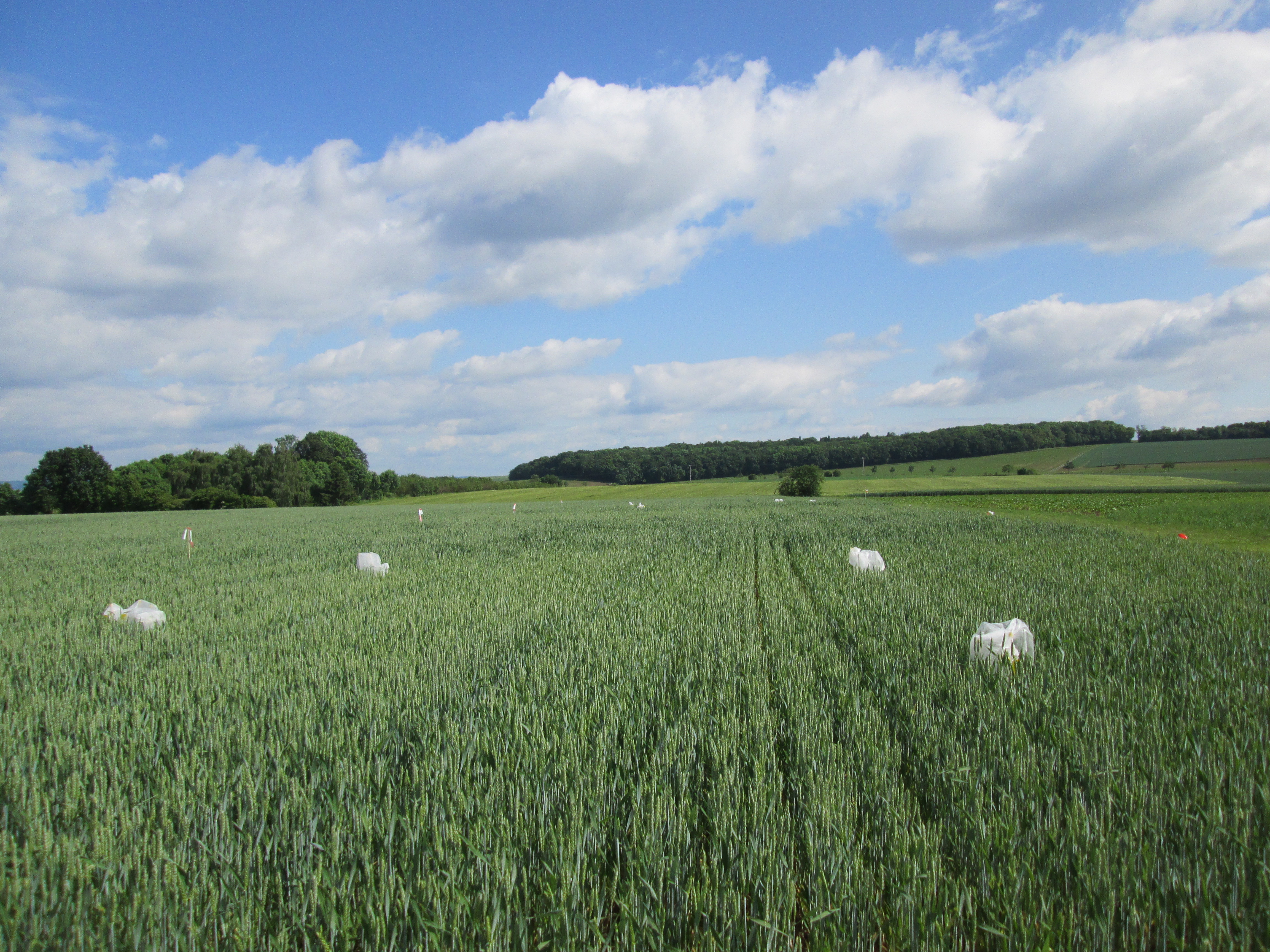 Why crop diversity and efficient stakeholder communication matters