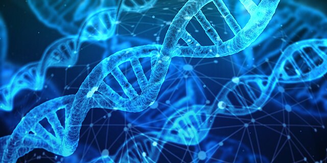 Variation in the mu-opioid receptor gene (OPRM1) moderates the influence of maternal sensitivity on child attachment
