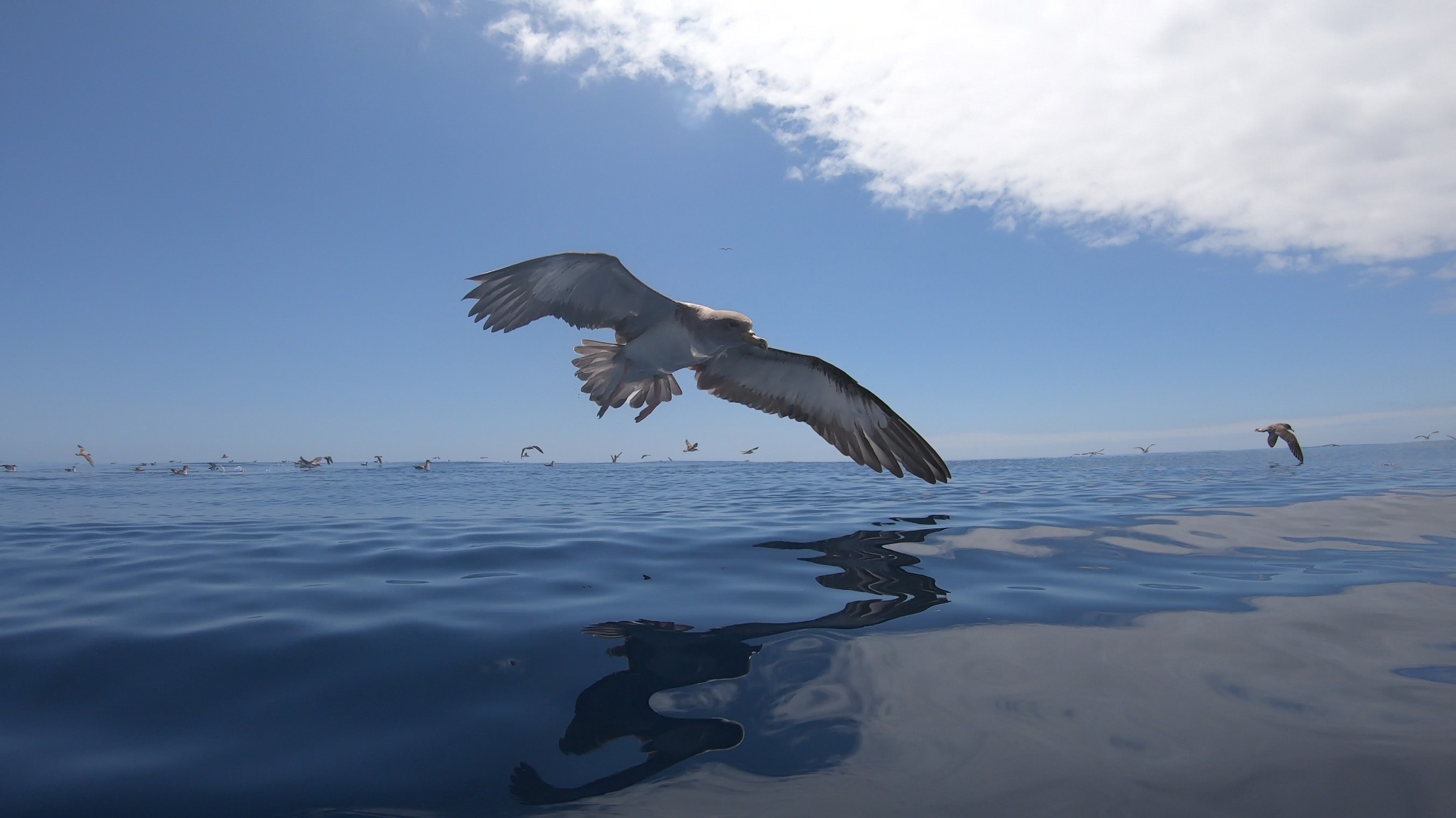What ingesting microplastics might do to the microbes inside us