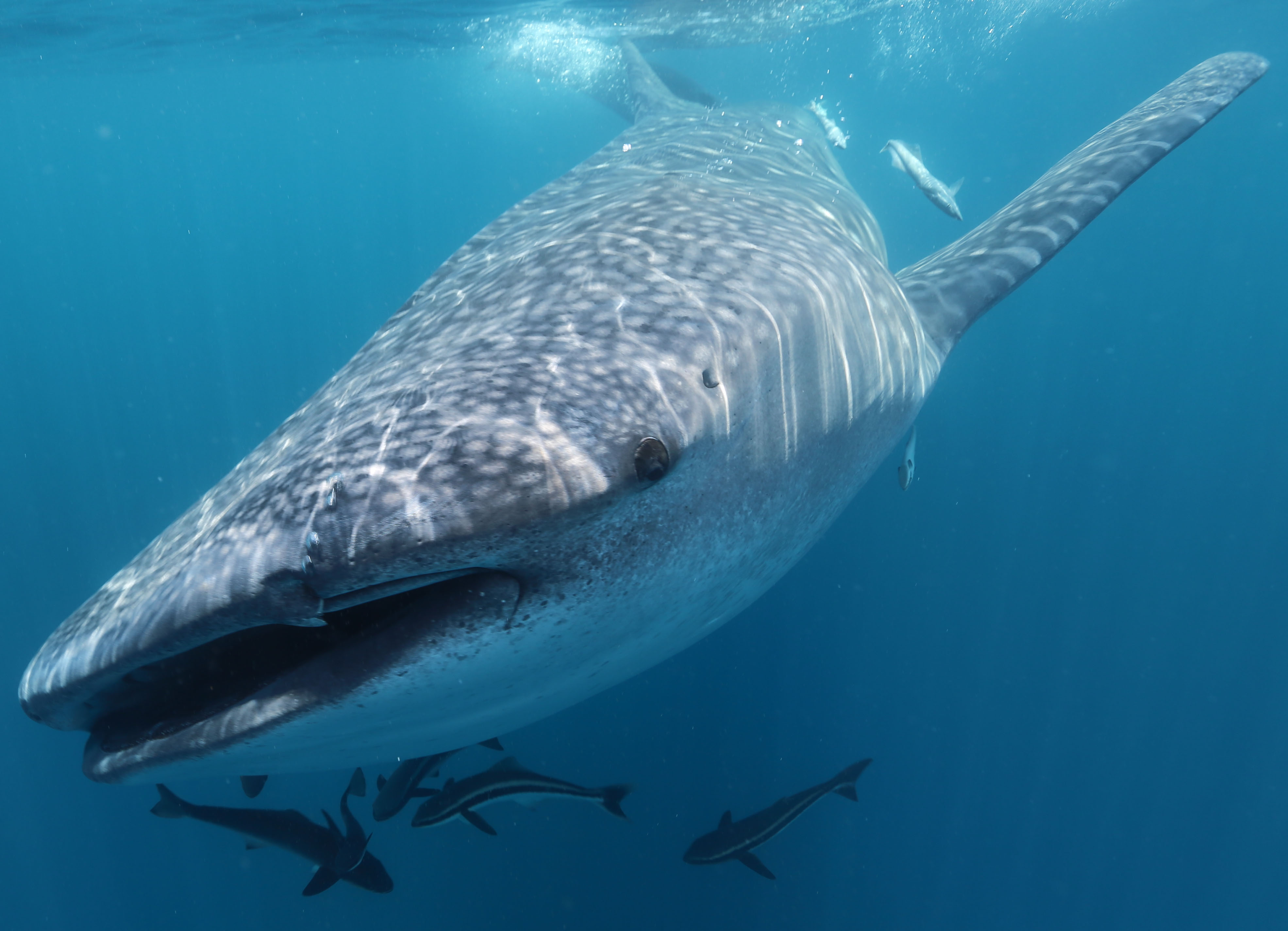 Watery tales of whale sharks