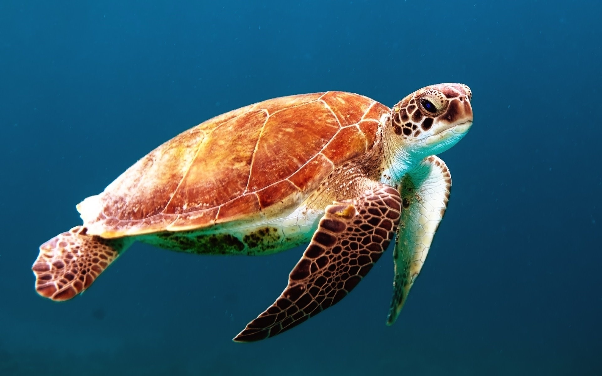 International Sea Turtle Symposium