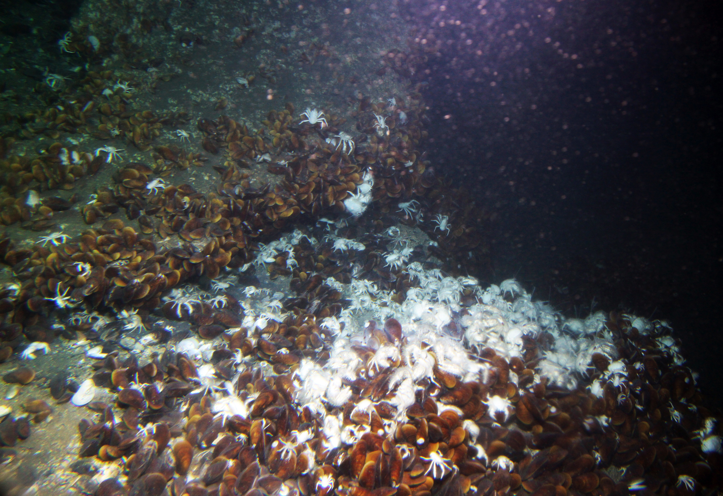 A Tale of Two Mussel Genomes 