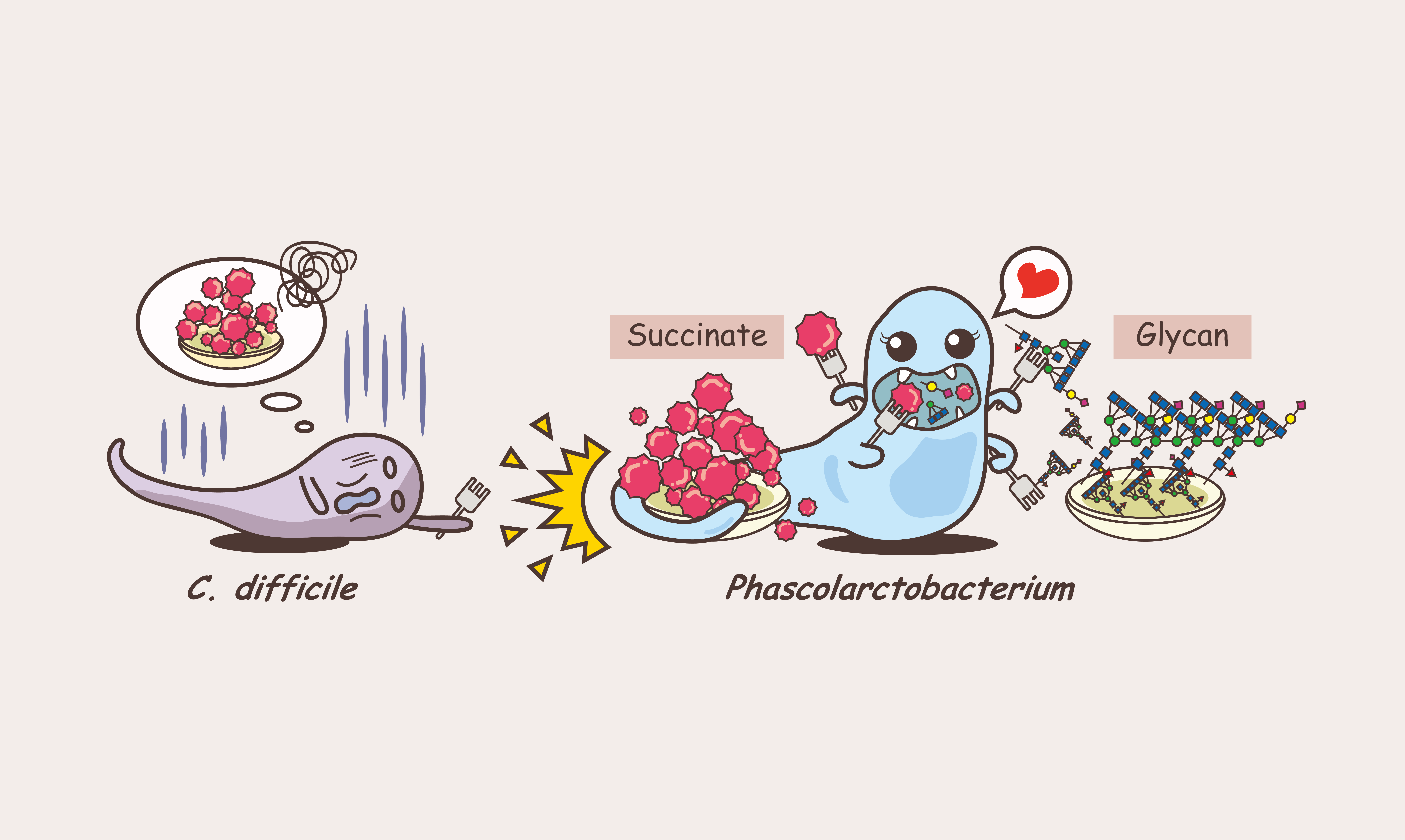 Host glycan shapes protective gut microbiome