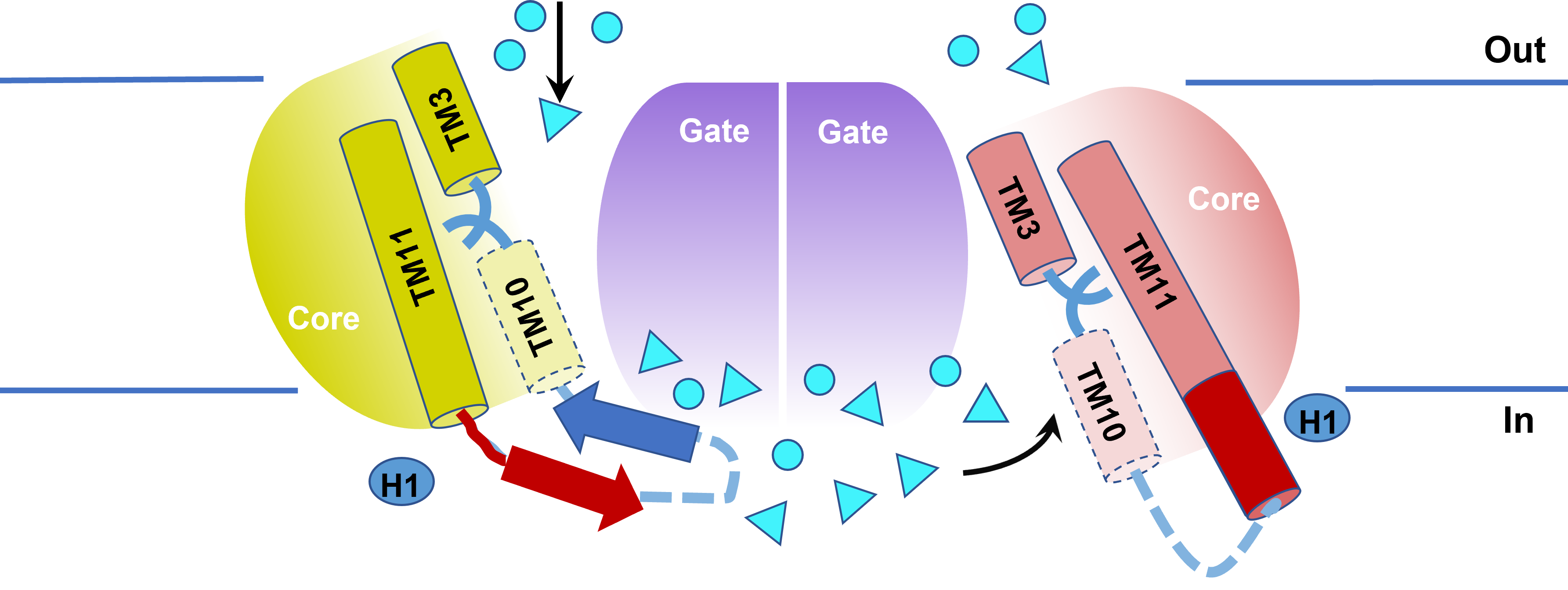 New structures of Anion Exchanger 1 shed light on its high transport rate