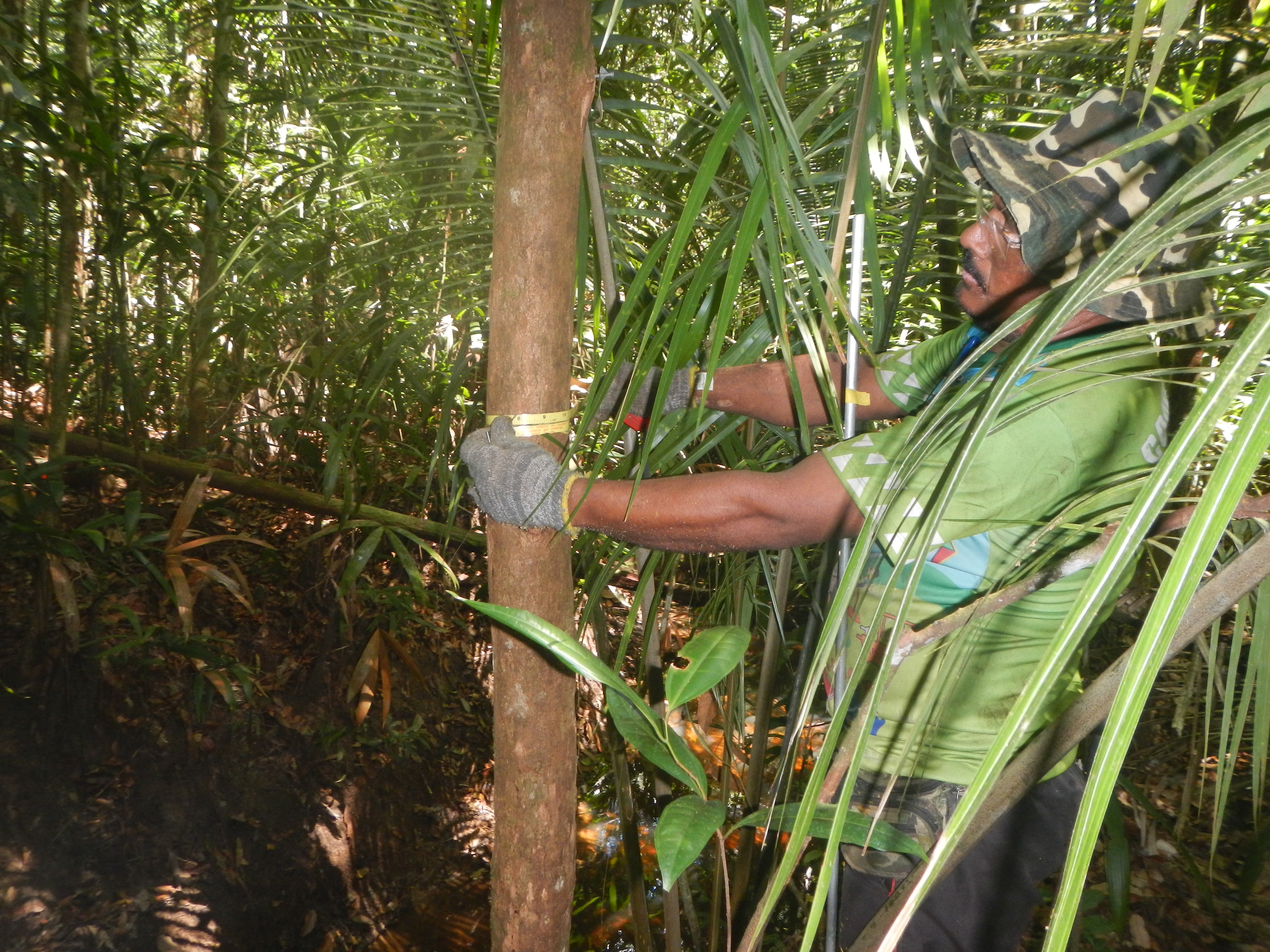 The Vulnerability of South American Tropical Forests to Climate Change