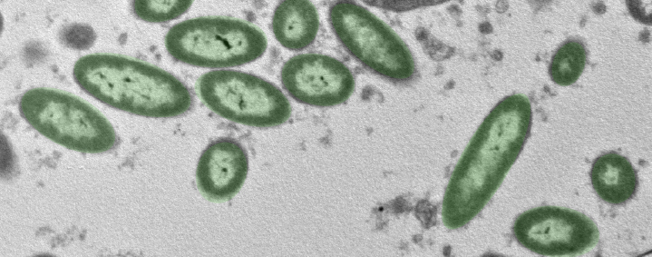 Beneficial Microbes in Microgravity