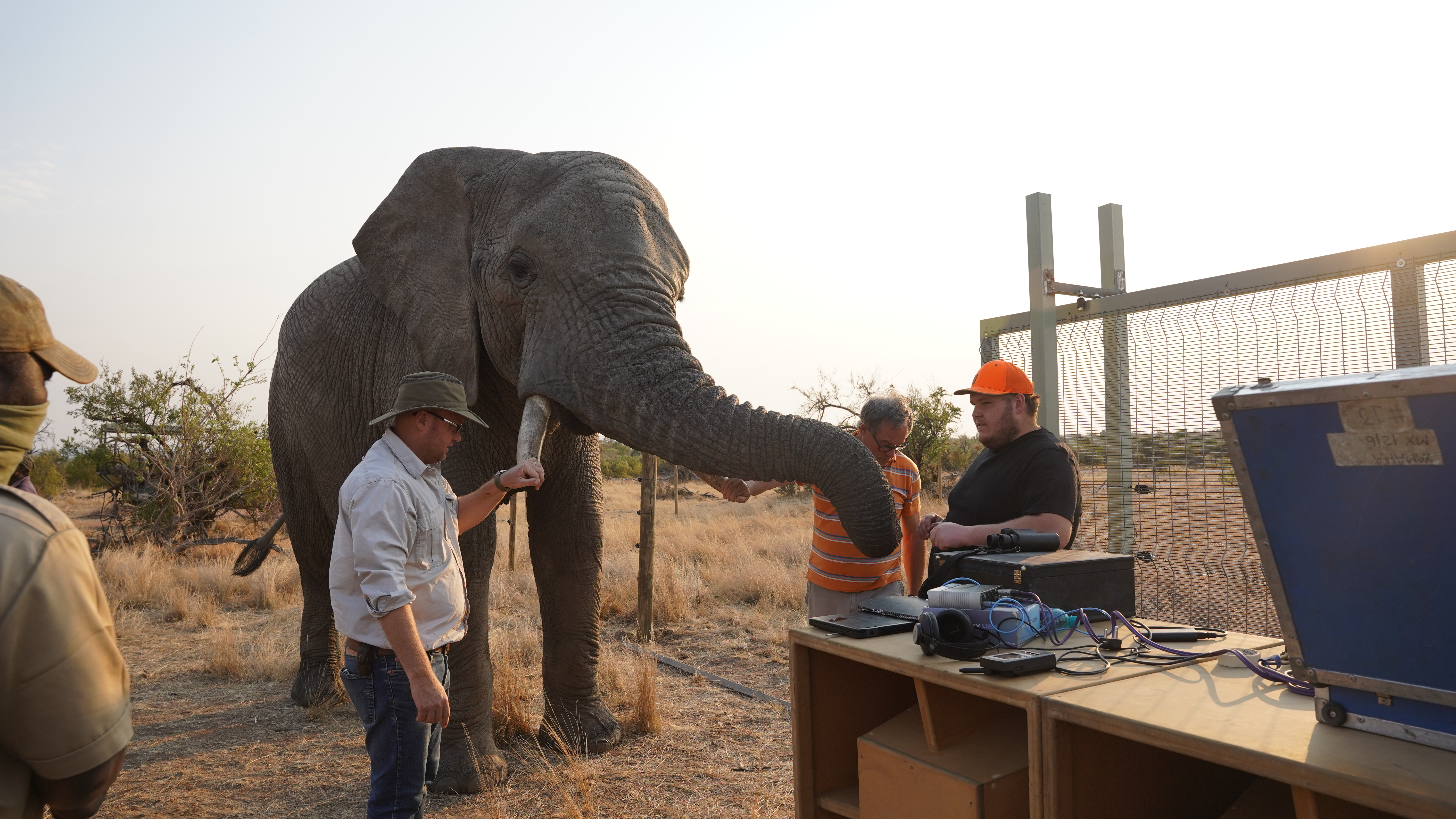 Talking to Elephants Exhibit at Biennale Architettura 2025 Illustrates Plan to Restore Elephants’ Migratory Routes in South Africa Using Infrasonic Sound