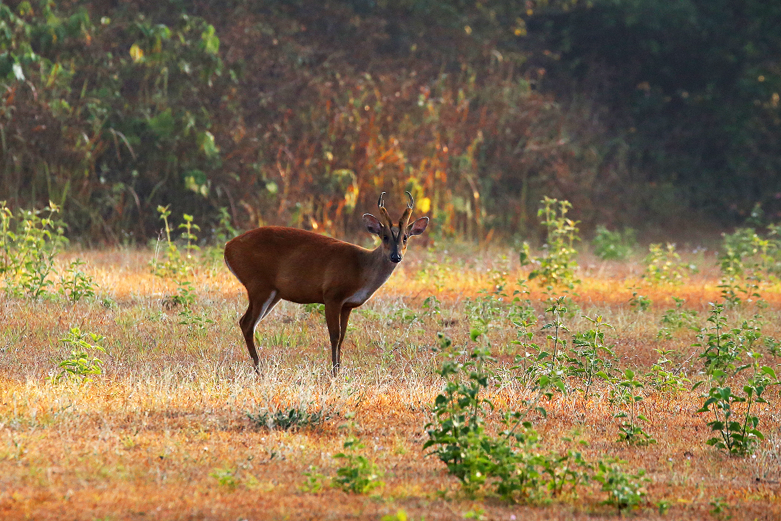Small deer with giant fusion chromosomes