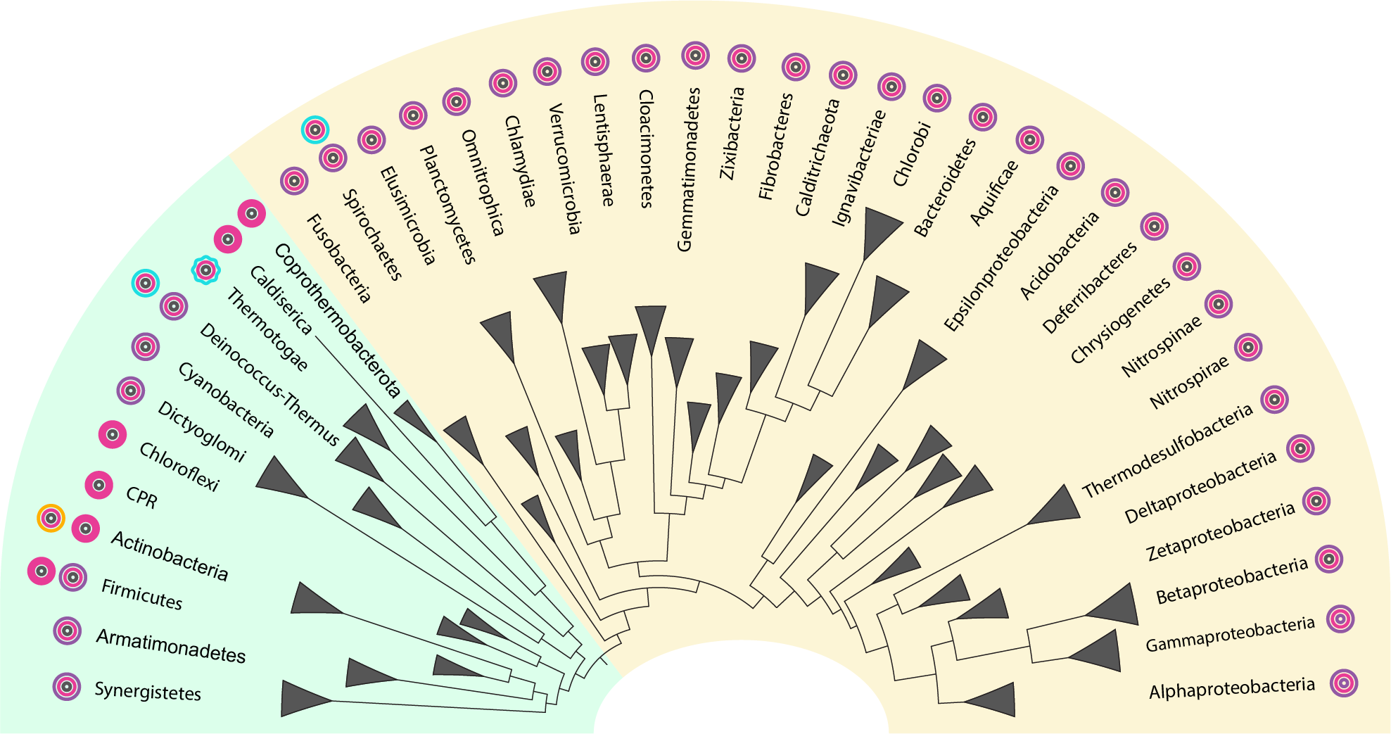 Who came first: the Monoderms or the Diderms?
