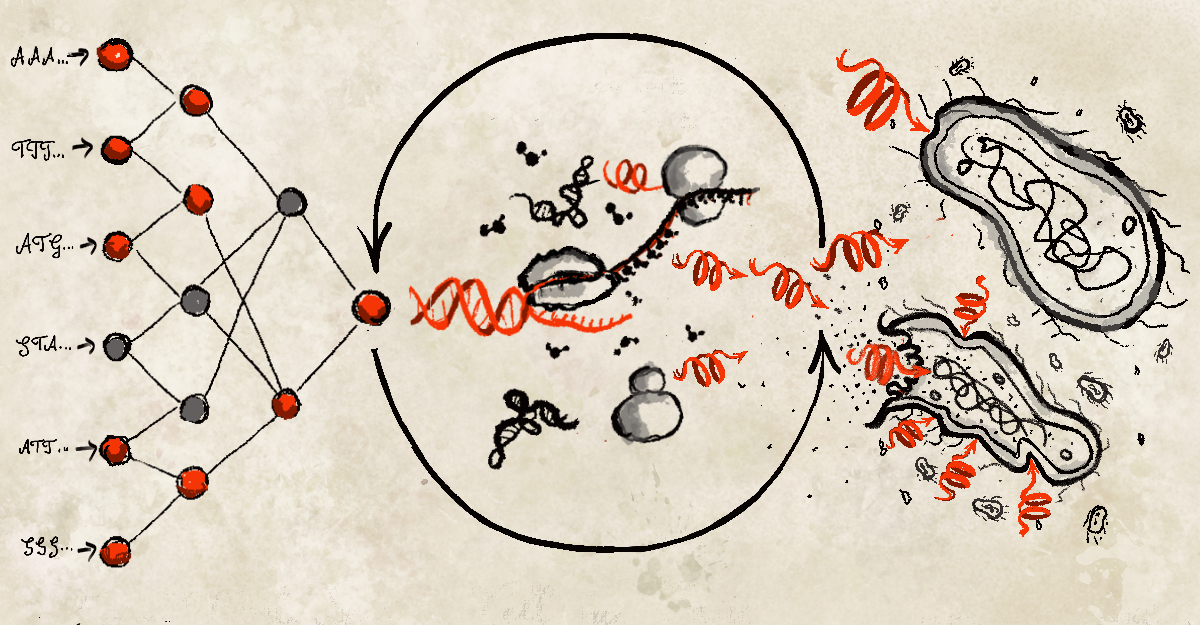 Rapid development of AI-designed antimicrobial peptides via cell-free biosynthesis