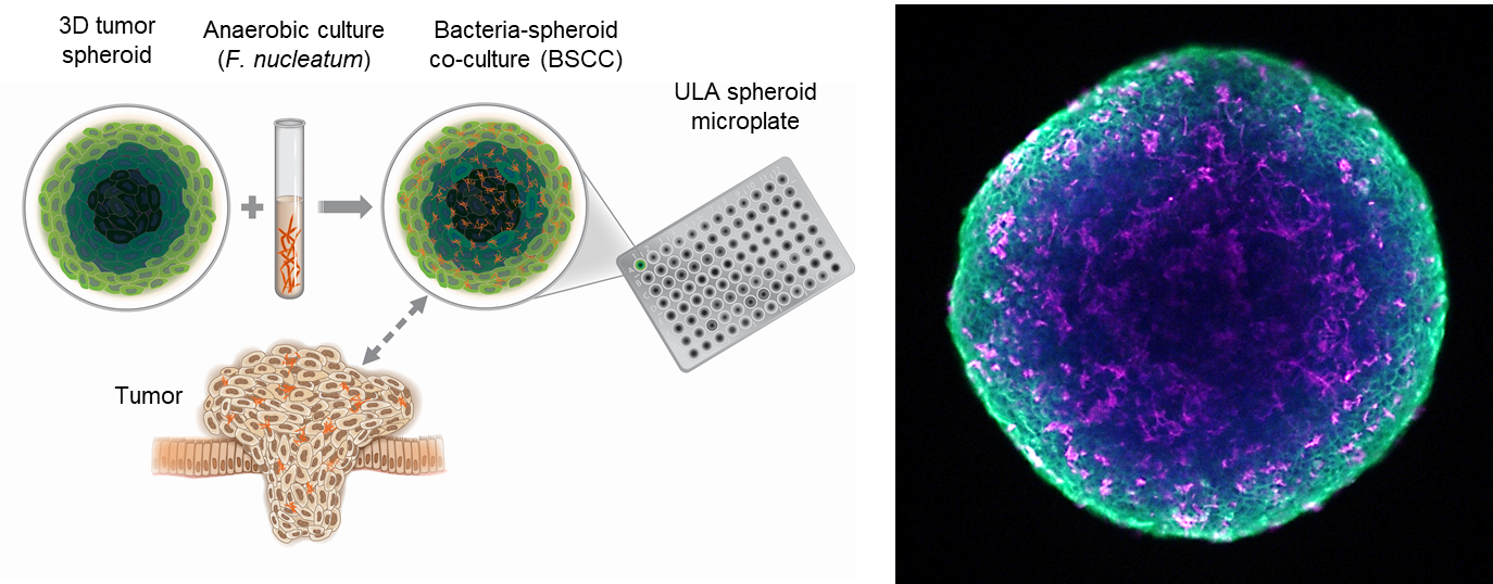 Harnessing a 3D Cellular Environment to Study Tumor-Bacteria Interactions 