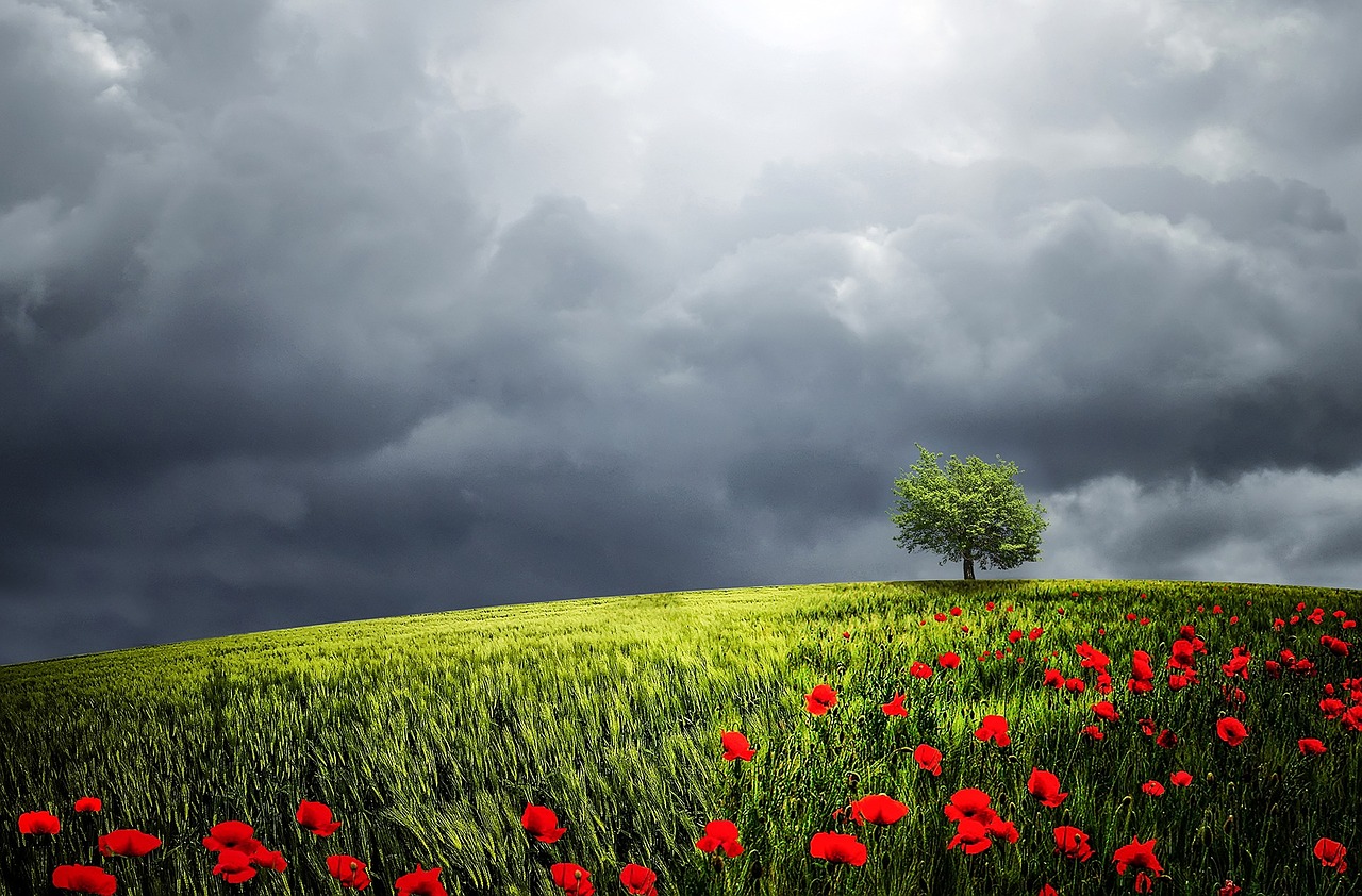 Do trees learn about the world?