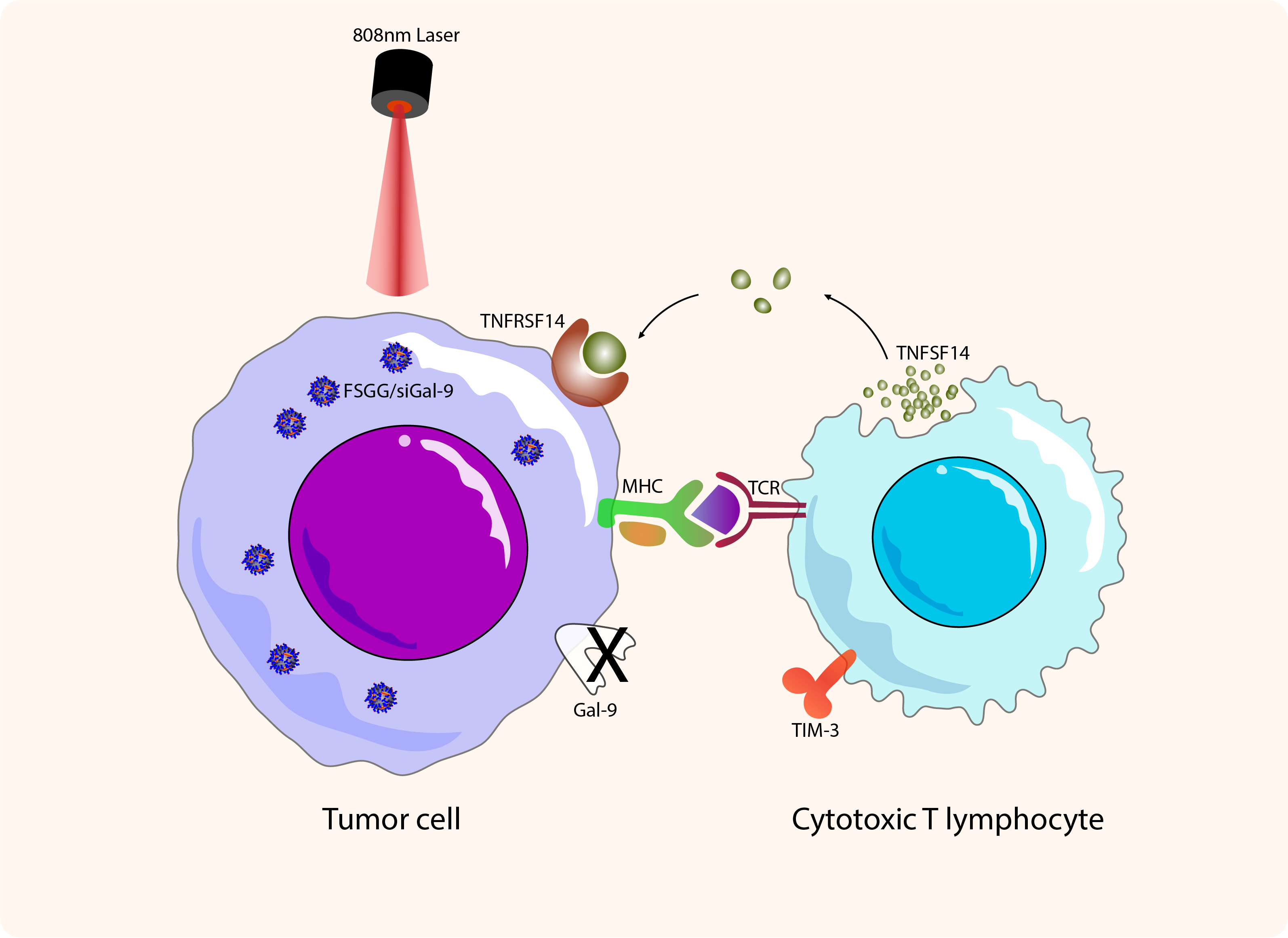 Tumor-targeted nanodrug FSGG/siGal-9 for transdermal photothermal immunotherapy of melanoma