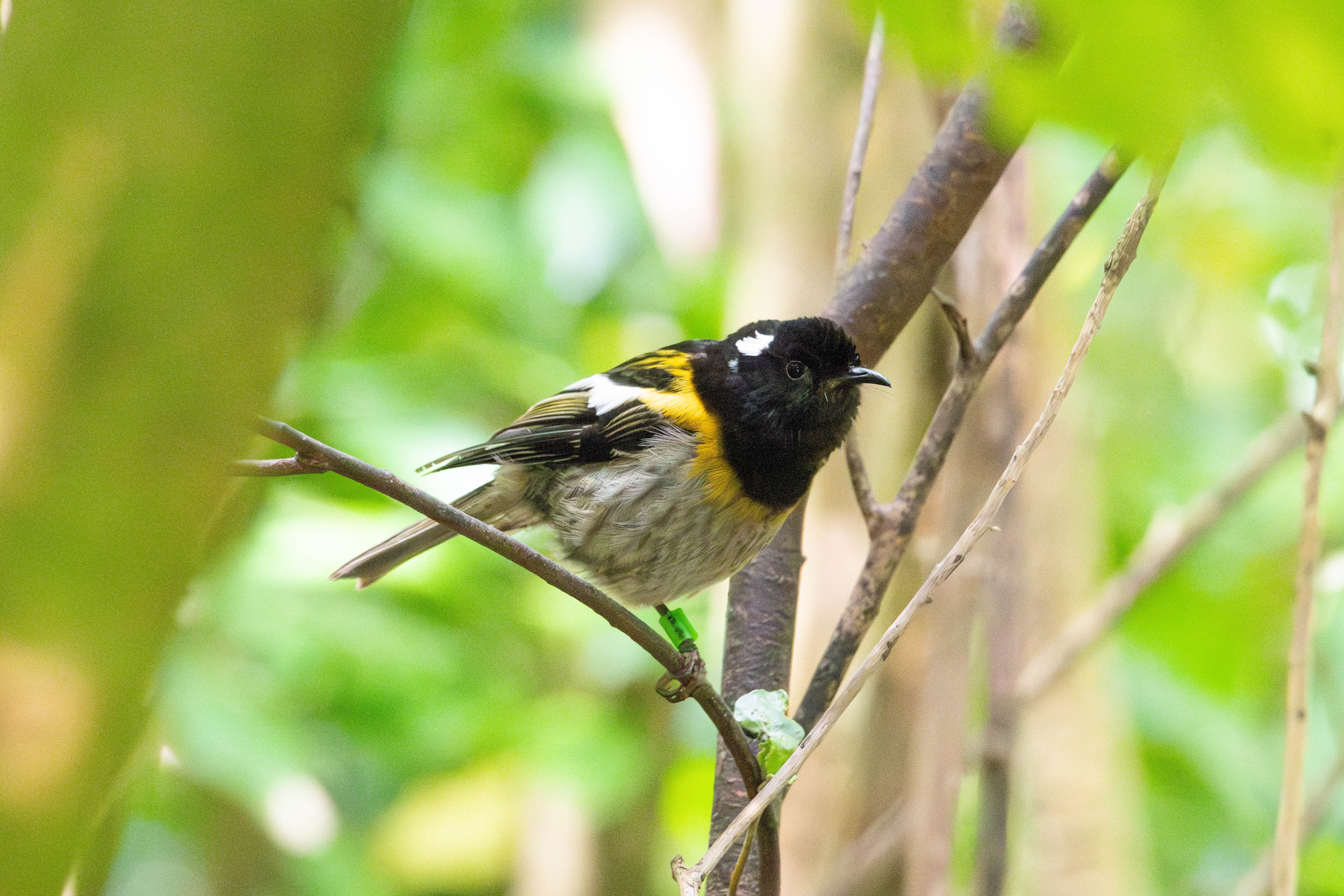 Heterochiasmy in the hihi/stitchbird