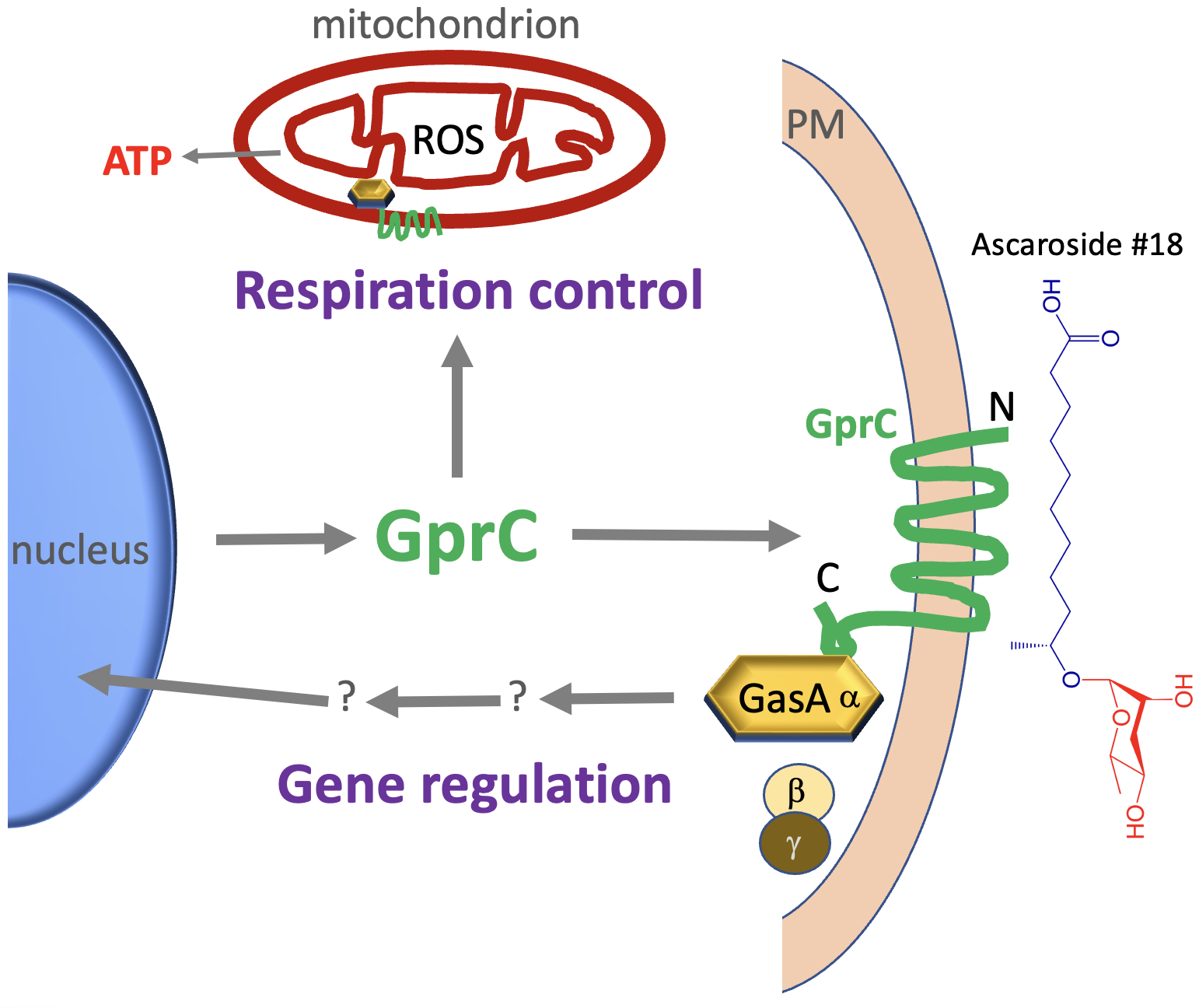 A seven transmembrane receptor localizes to mitochondria and controls energy metabolism in a predatory fungus hunting C. elegans
