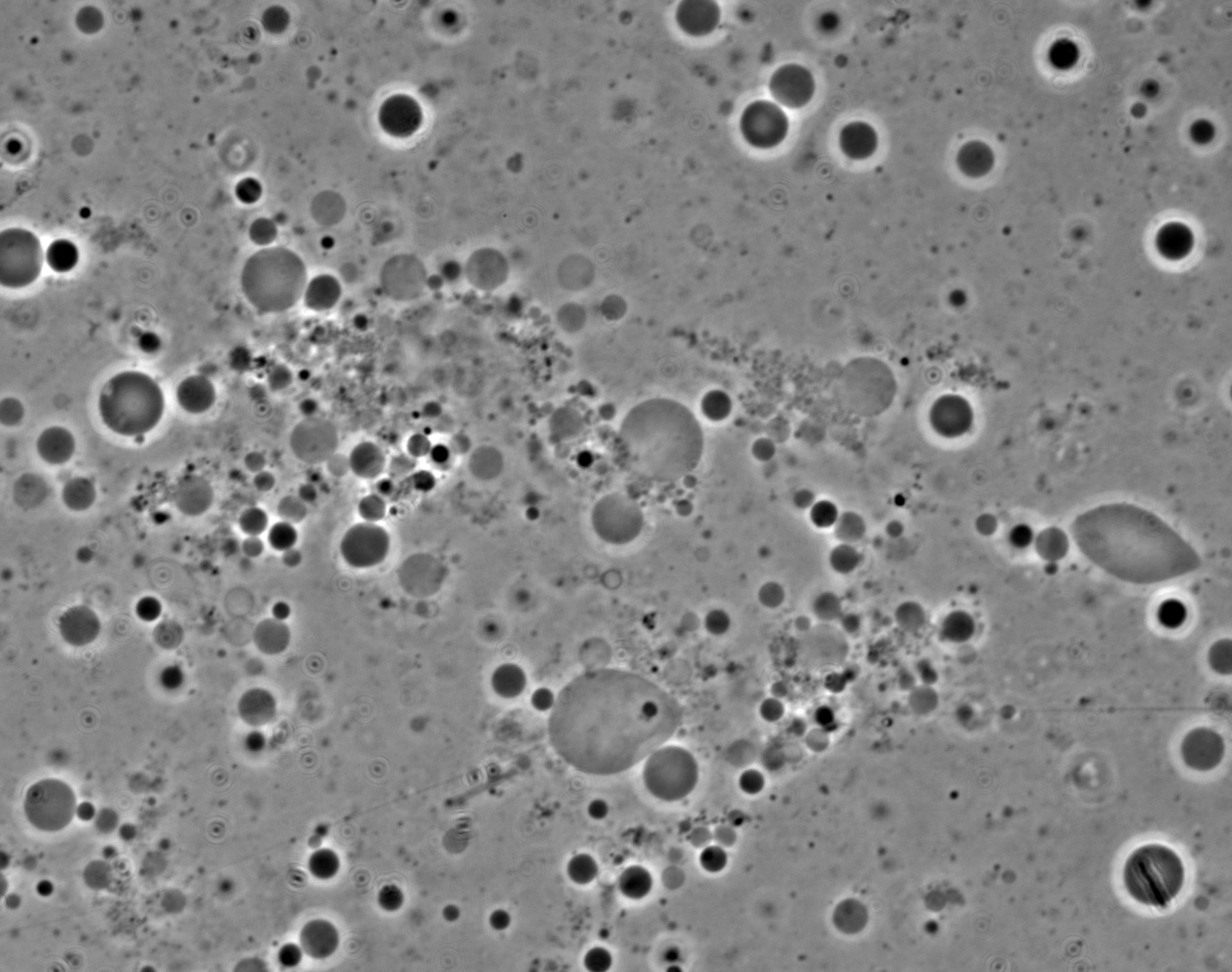 Eliminating cell walls: dead or alive?