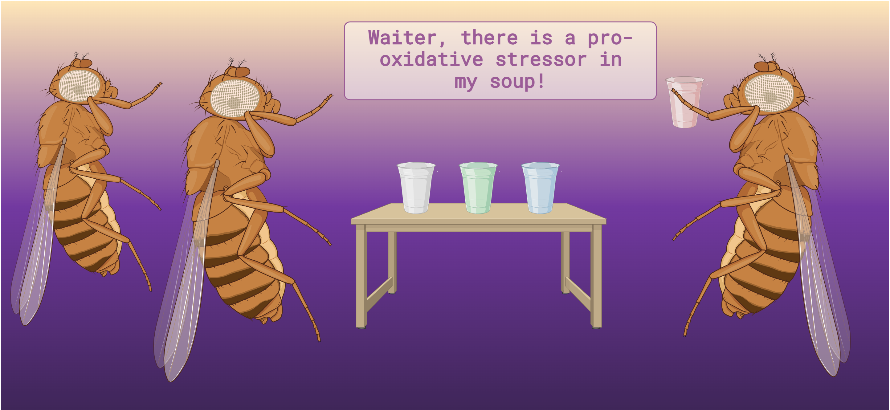 Stressing the fly, stressing the scientist