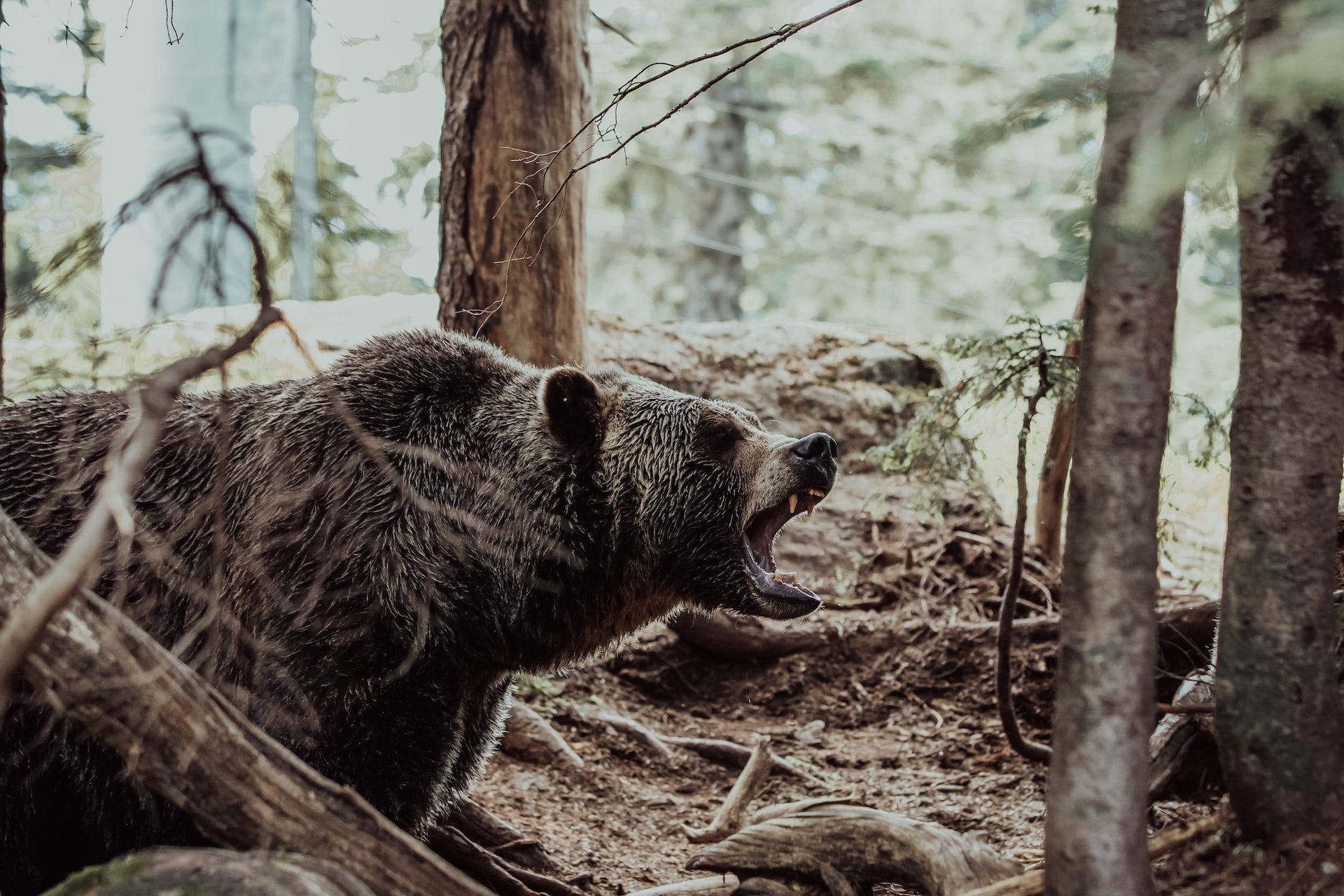 Thinking about human-bear conflict, empowerment and trusting relationships with people is crucial.