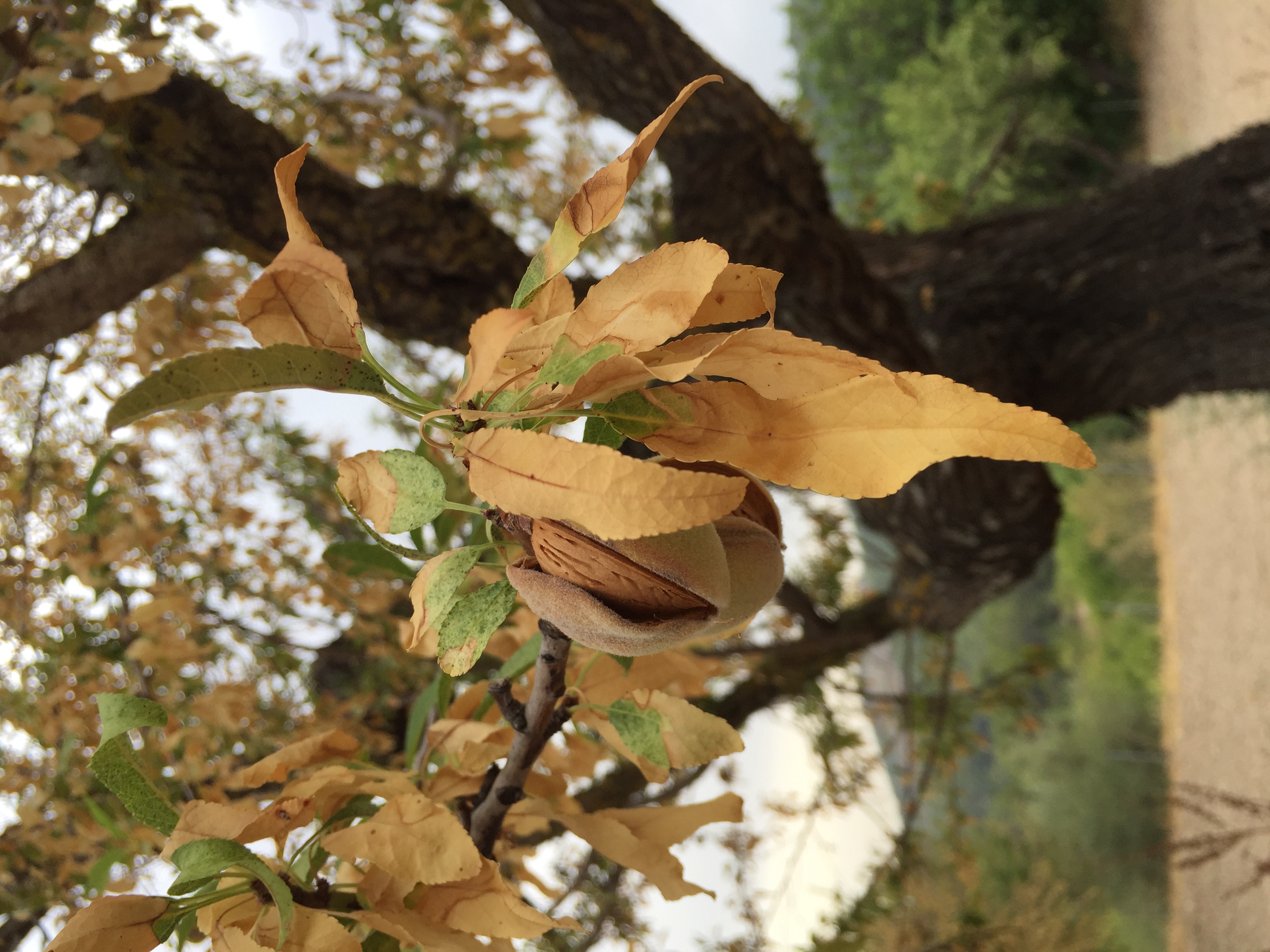 When plant pathology encounters palaeontology 