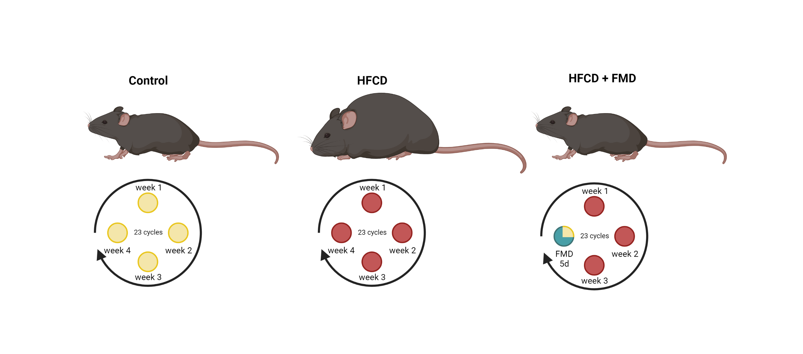Fasting mimicking diet ameliorates the effects of high fat and high calorie diet.