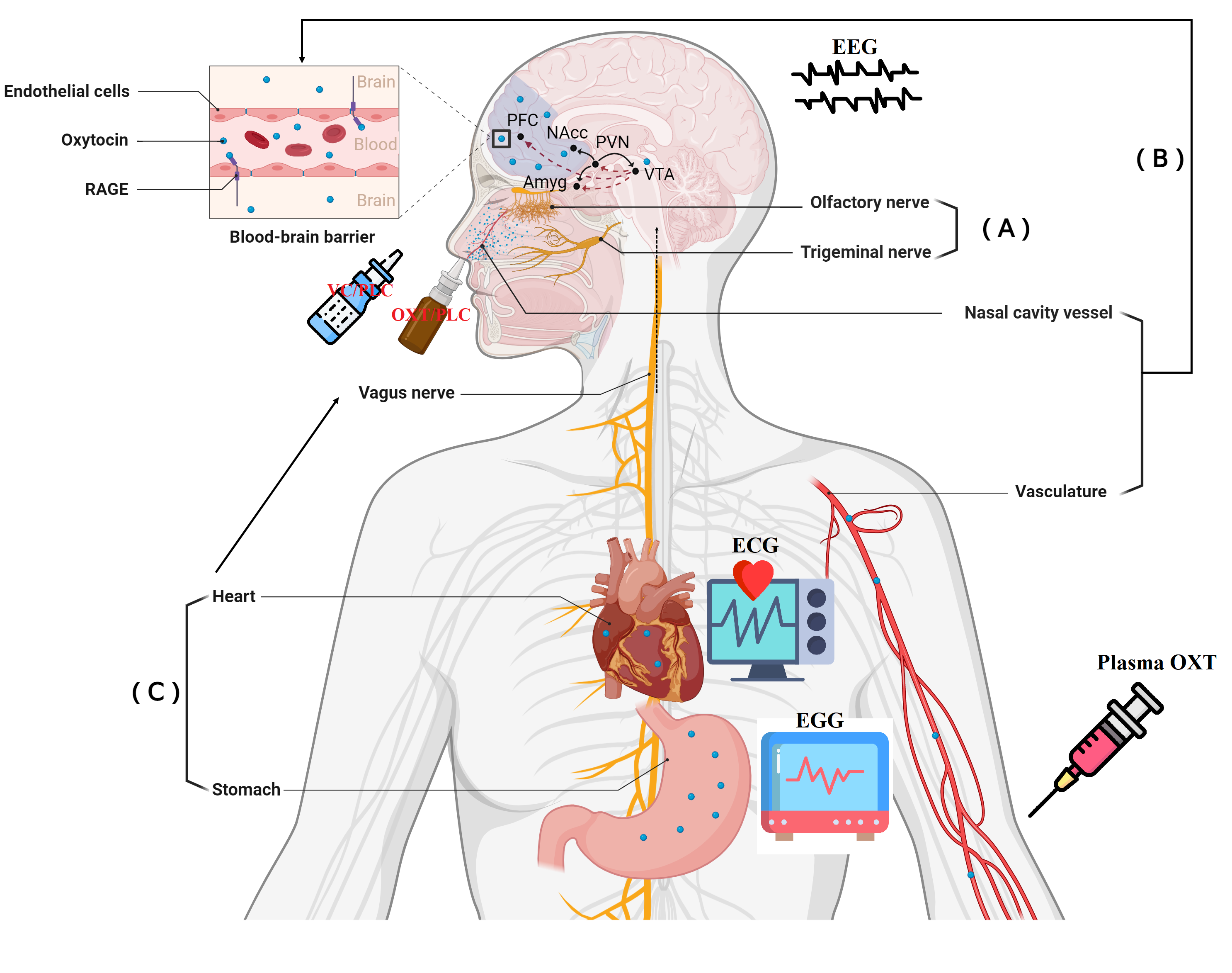Sniffing oxytocin: Nose to brain or nose to blood?