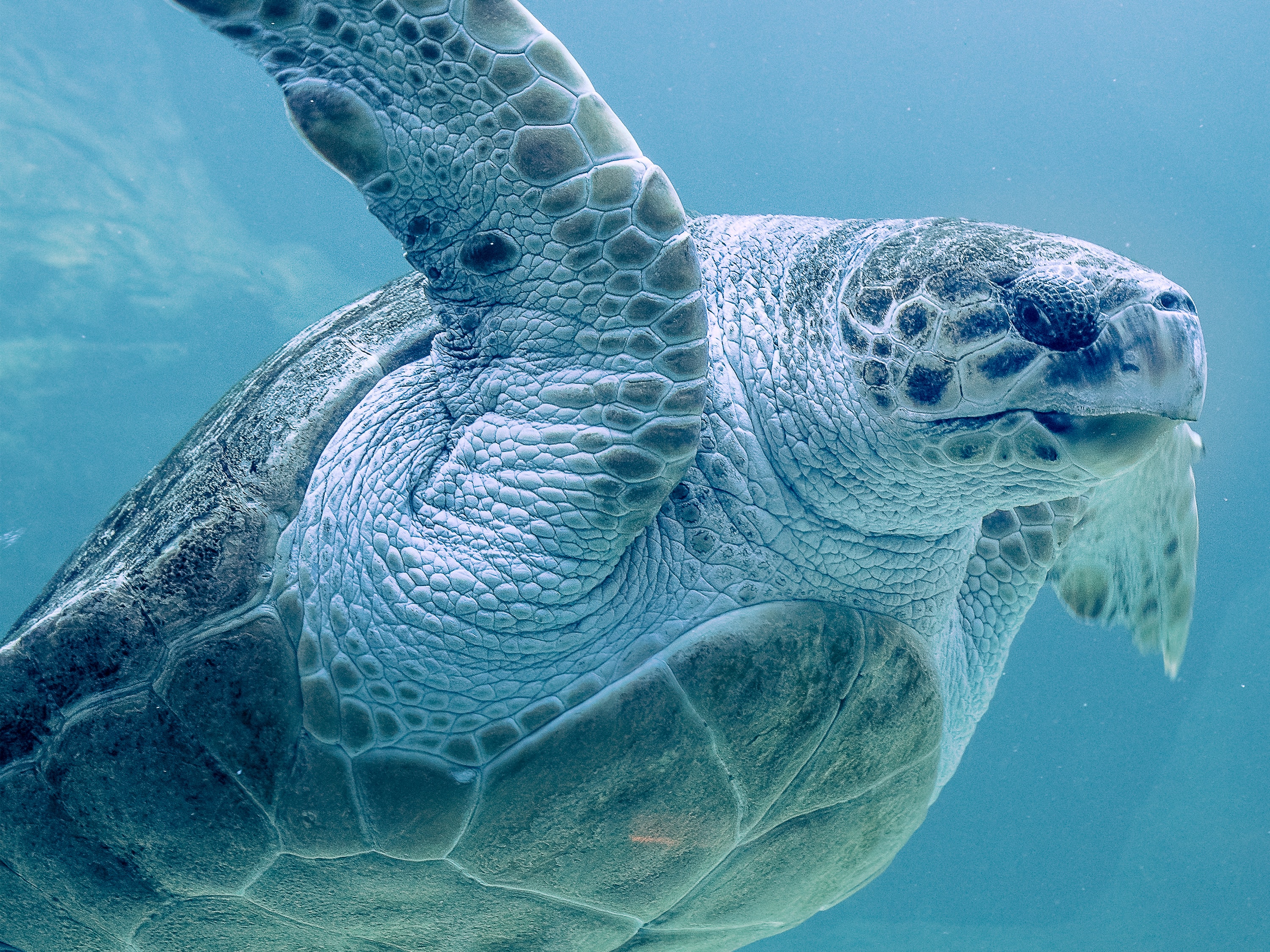 The wrong way to go about sea turtle conservation
