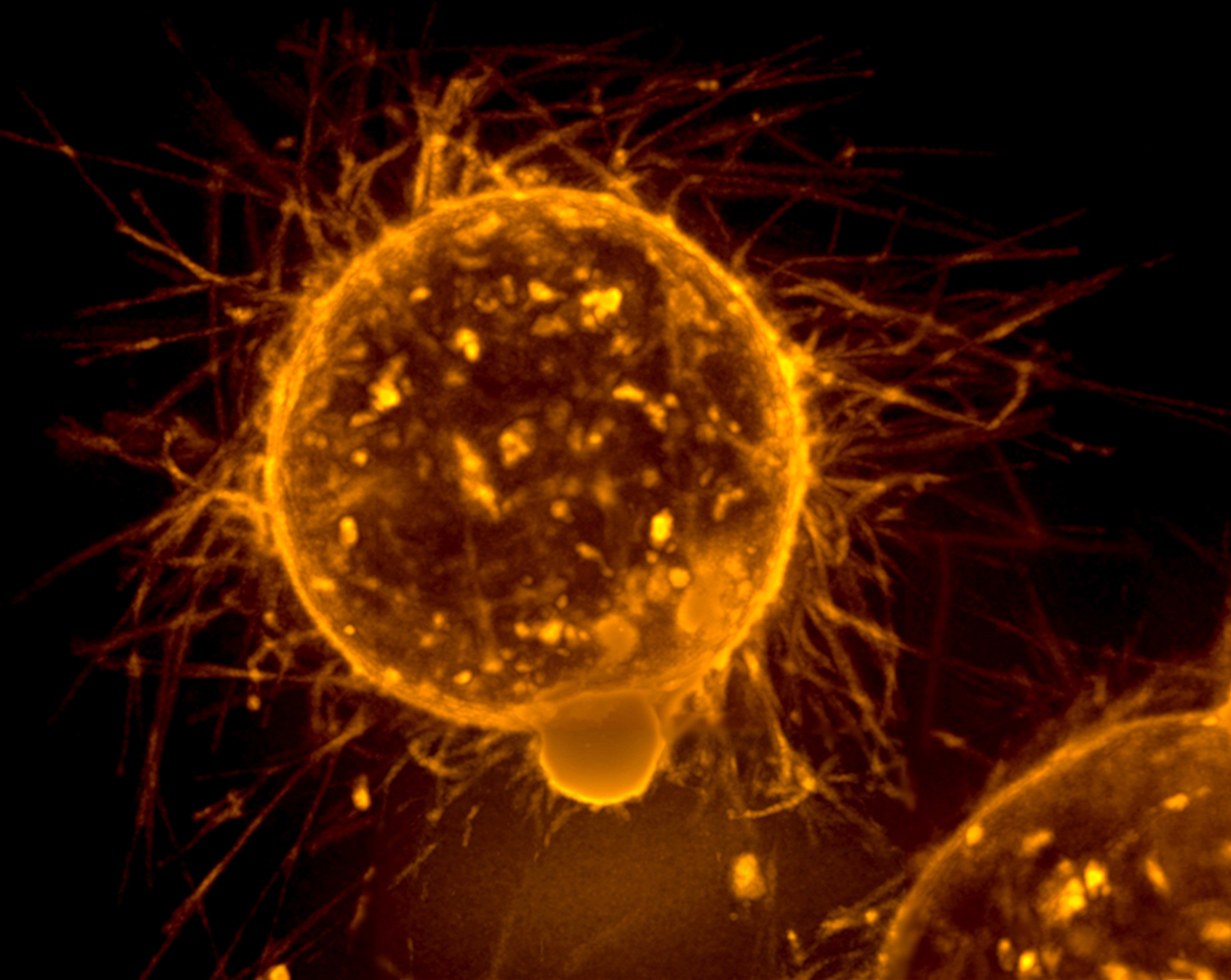 FEBS Excellence Awardee spotlight: Ilaria Elia