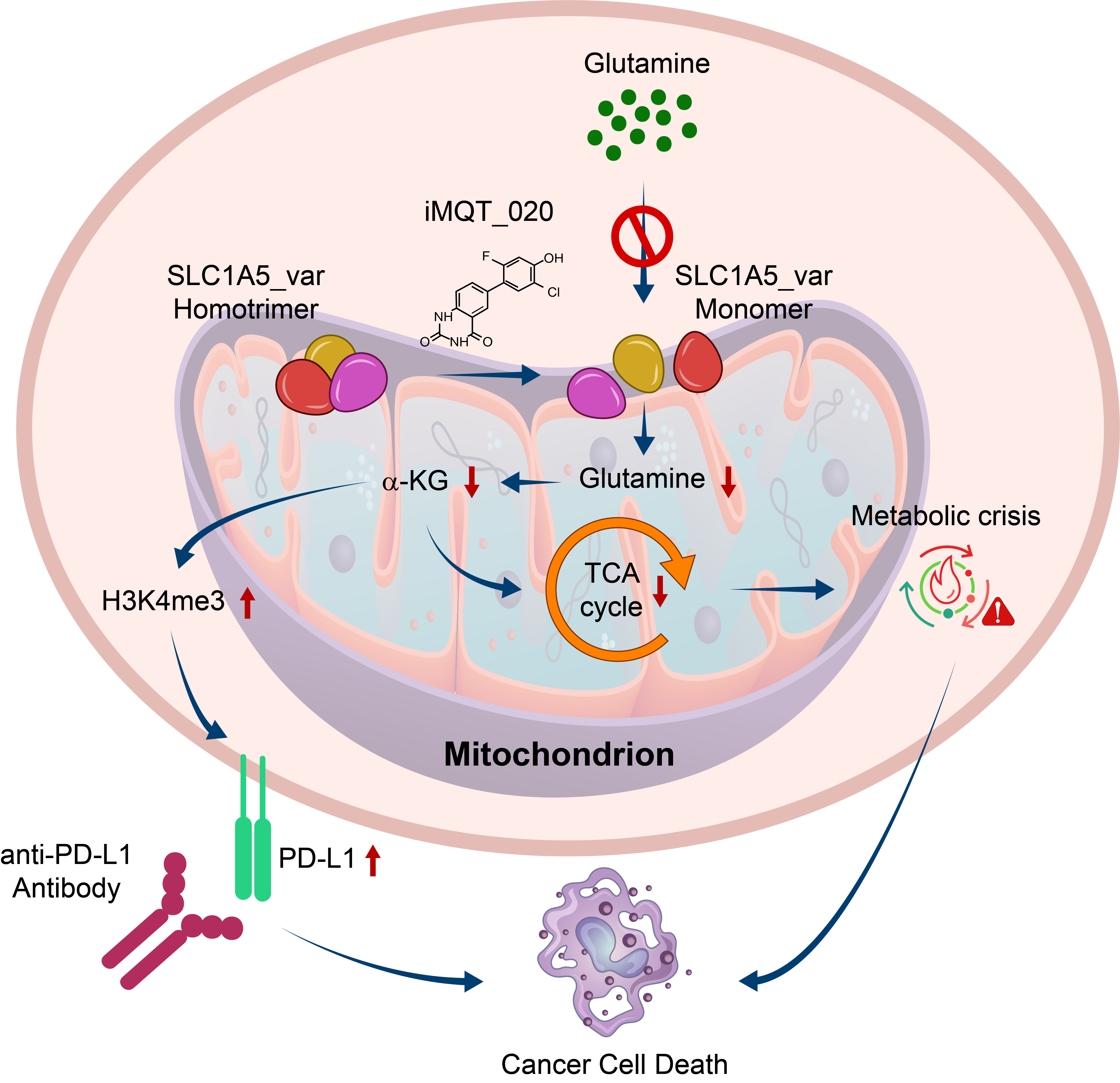 Starving Glutamine Selectively in Cancer Cells: Artificial Intelligence Predicted Structure-Based Drug Discovery of Cancer Metabolism Targeting Small Molecule