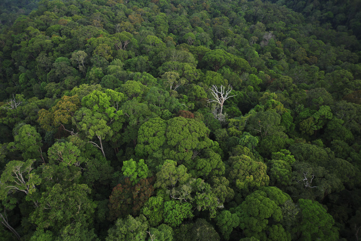 Tropical tree survival: the large and the small of it
