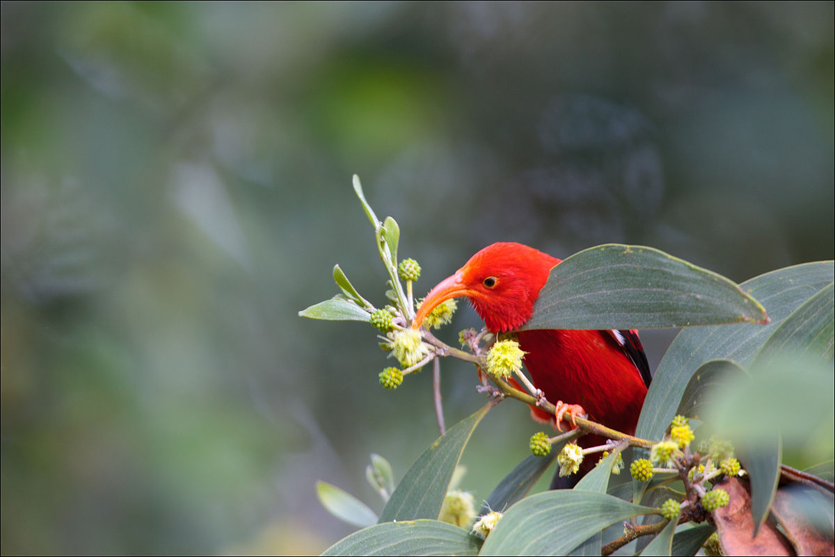 The skull evolved as an integrated unit in Darwin's finches and Hawaiian honeycreepers and that may  have been a key factor to their success