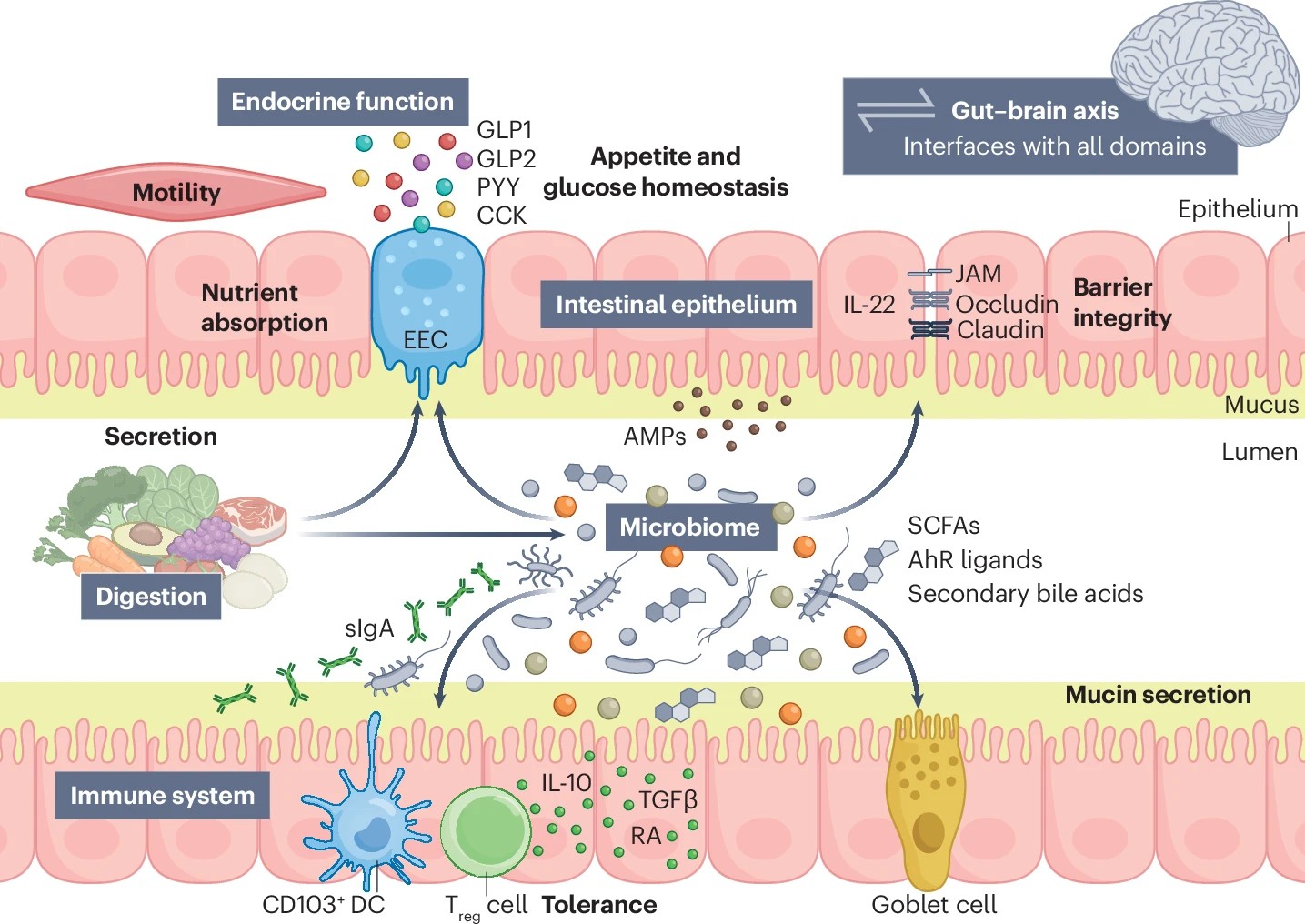 Gut health: what does it mean, can we measure it, and, if so, how?