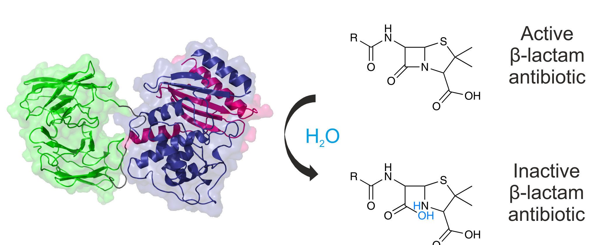 Selection and evolution of aggregation resistant proteins 
