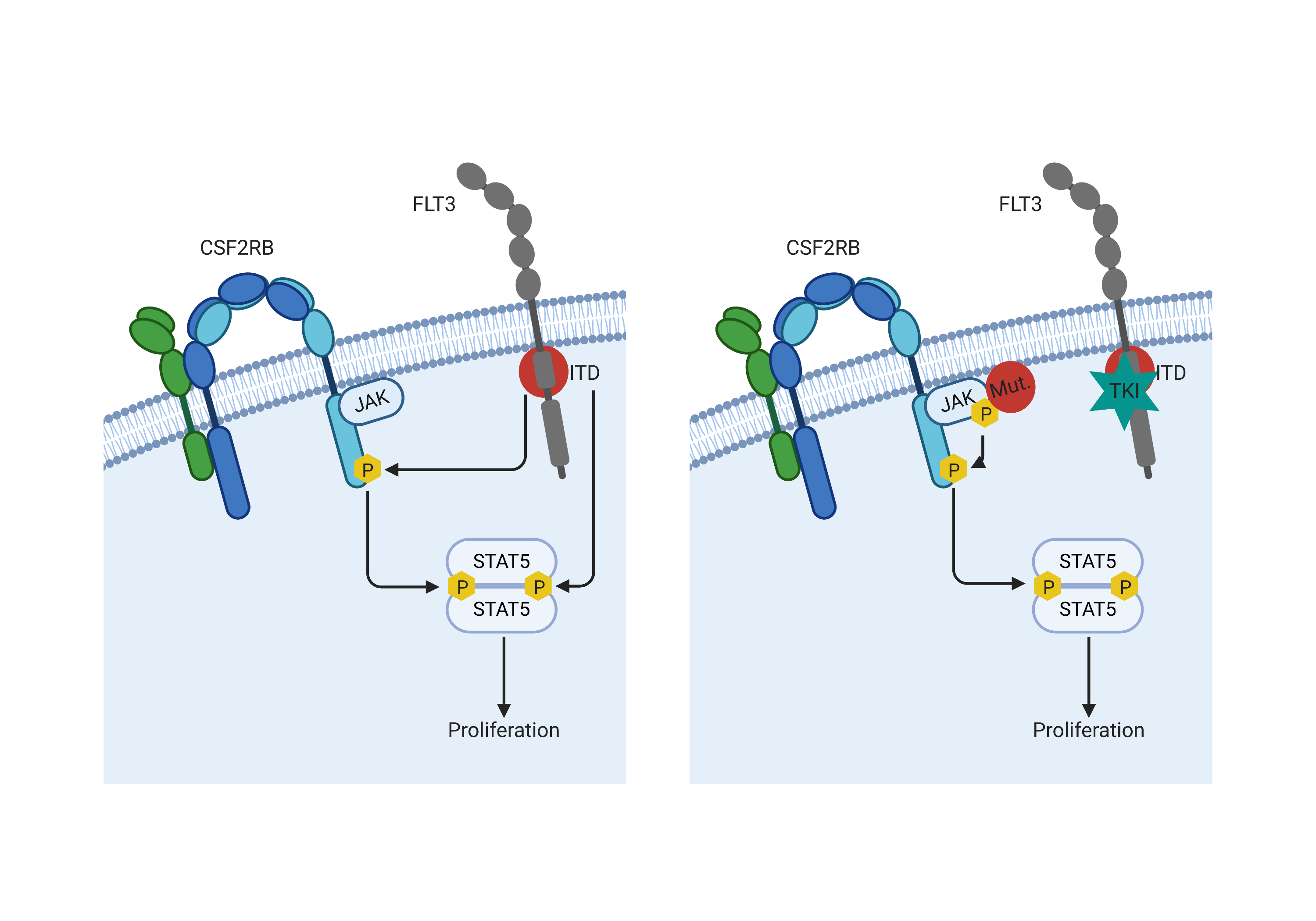 Activating JAK-mutations confer resistance to FLT3 kinase inhibitors in FLT3-ITD positive AML in vitro and in vivo