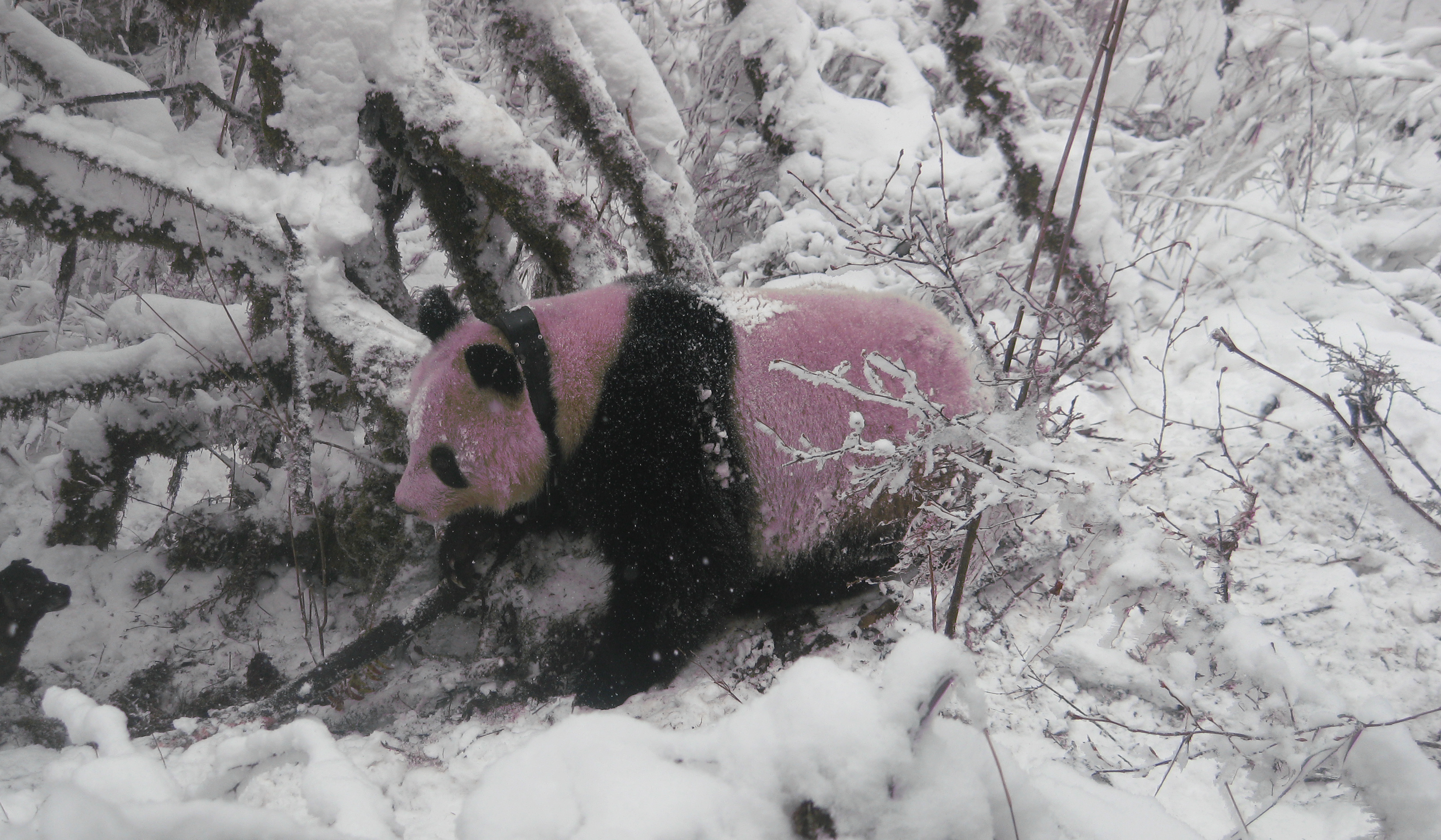 Panda Dynasty