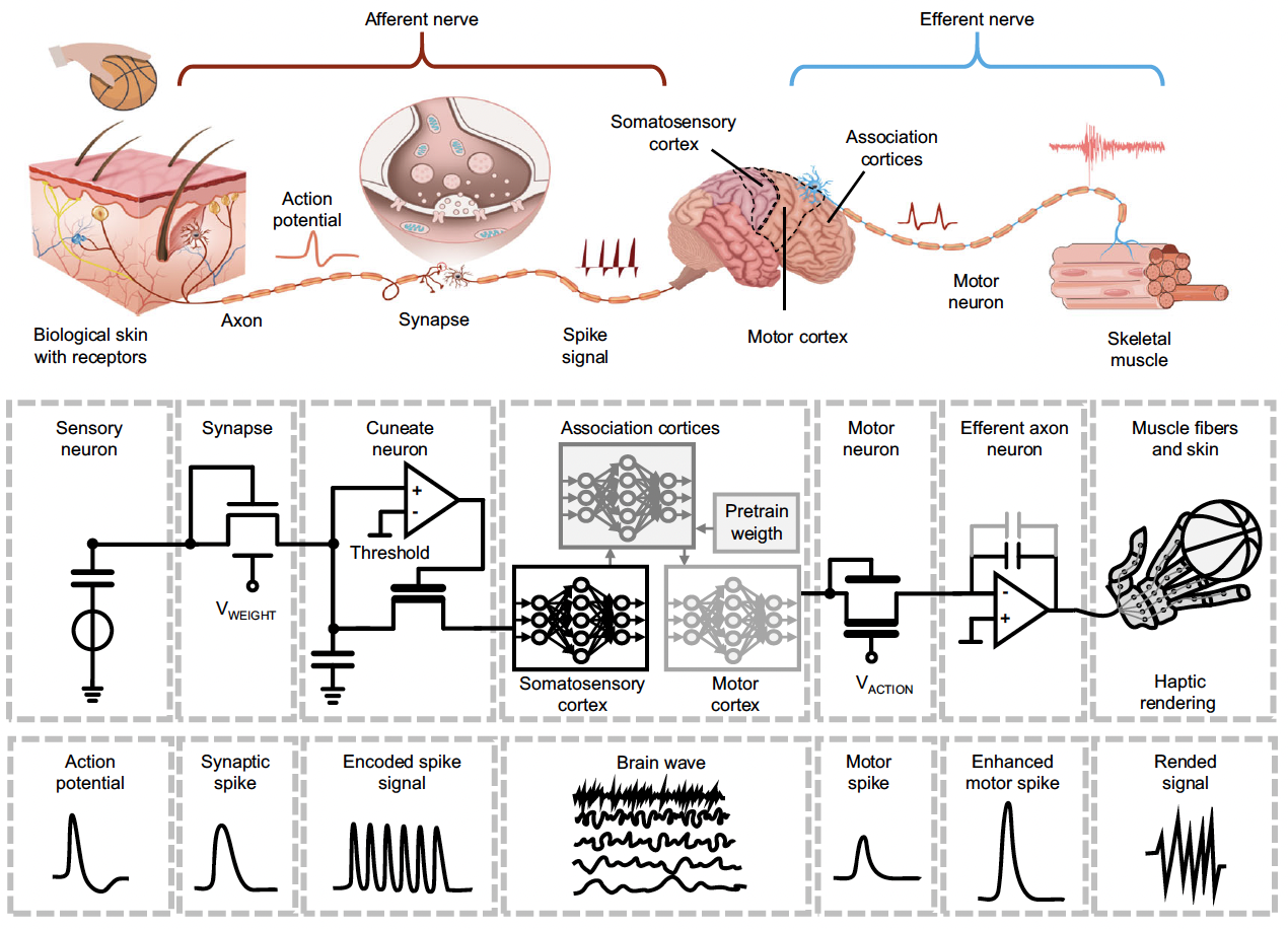 A Bioinspired Tactile Scanner for Computer Haptics 