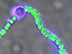 Living Photovoltaics Powered by Nanobionic Cells