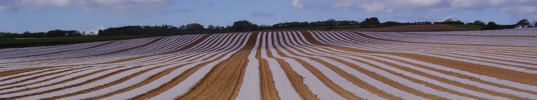 Plastic Mulching’s Lasting Impact: How Microplastics Are Affecting Soil Health
