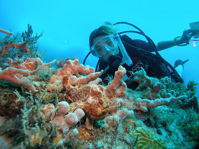 Open-access data sets on tropical marine ecosystems available at Global Reef