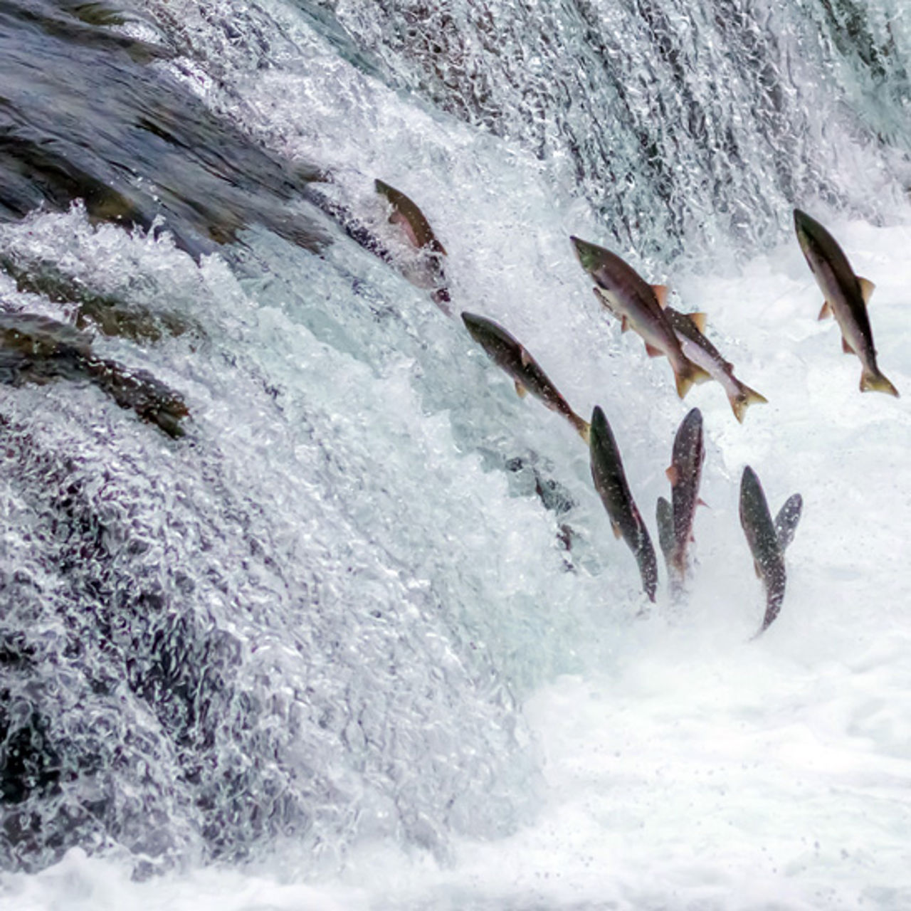 PostDoc in Biology (Fish Ecology and Hydrology) at Karlstads Universitet 