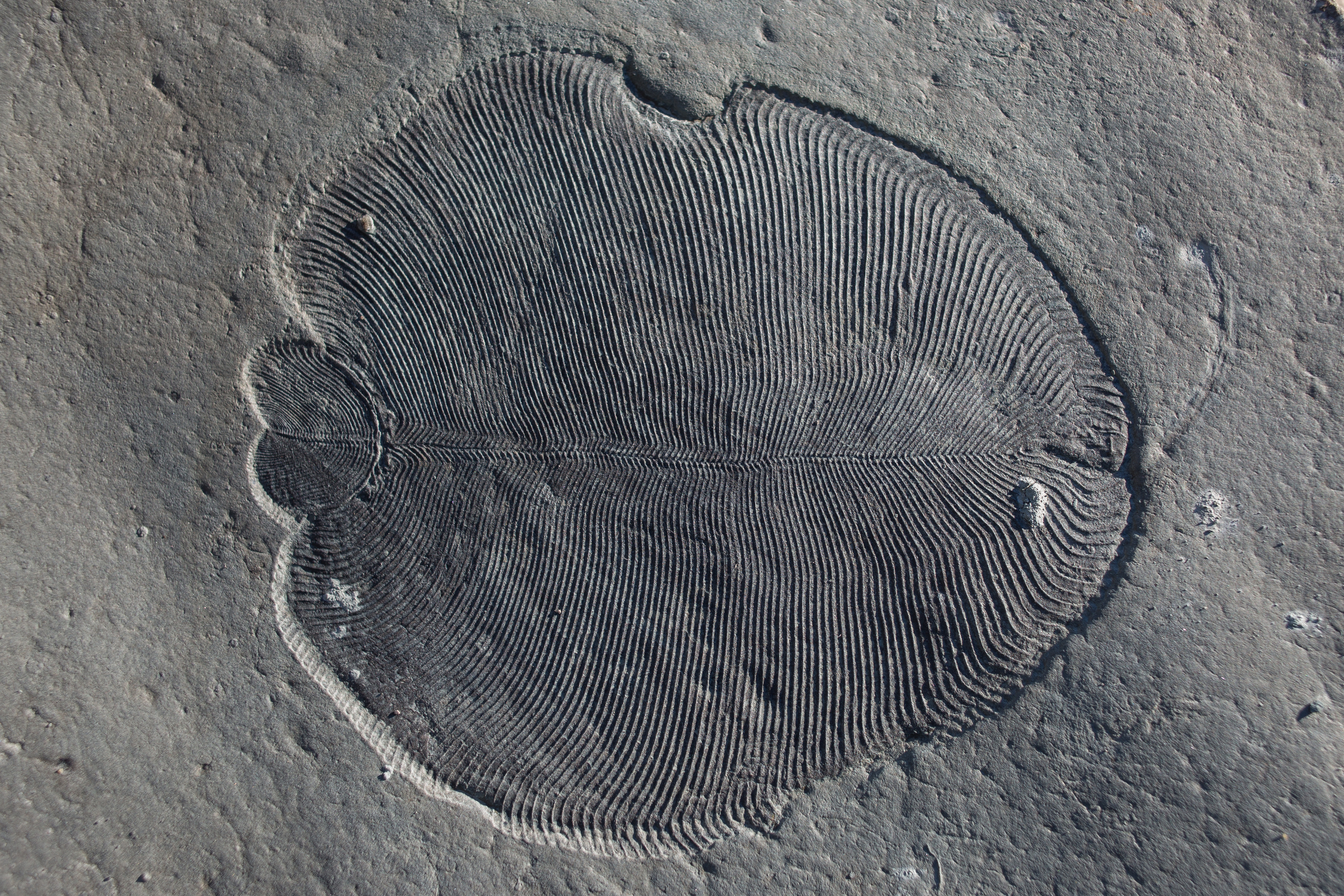 How do you become a fossil if you are an animal that lived 560 million years ago?