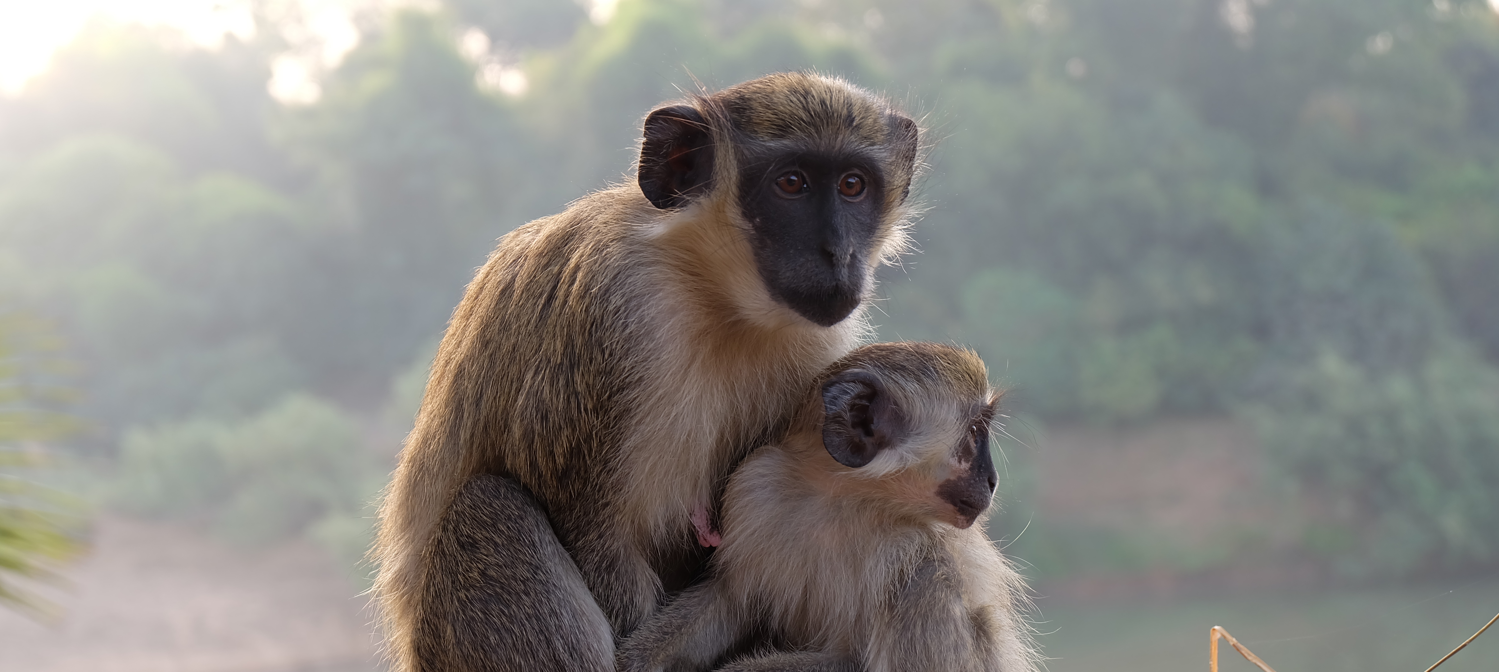 After the Paper | We studied the vocal communication of monkeys using a drone