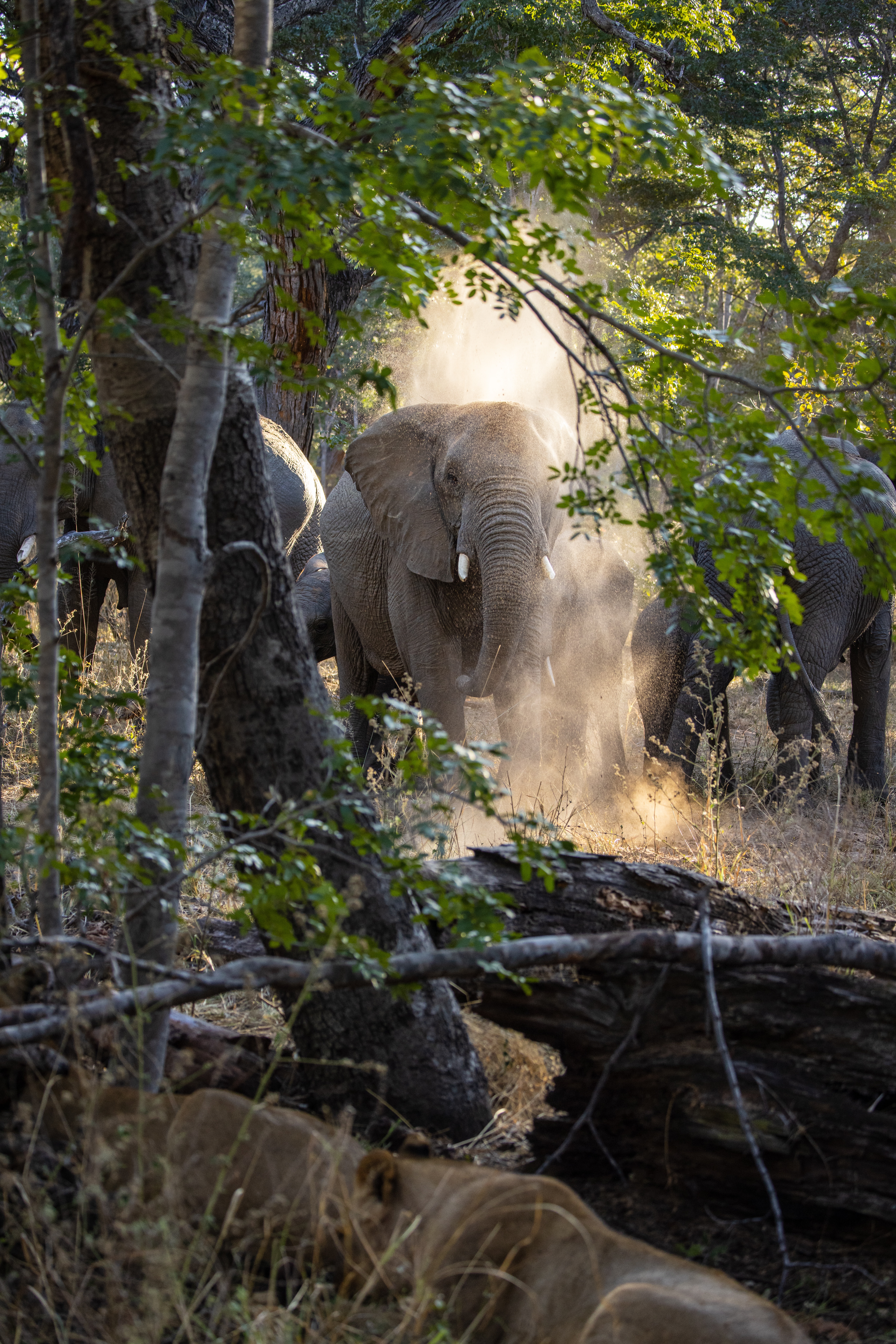 Revitalizing Nature in Zimbabwe: Phakamani's Journey and Insights