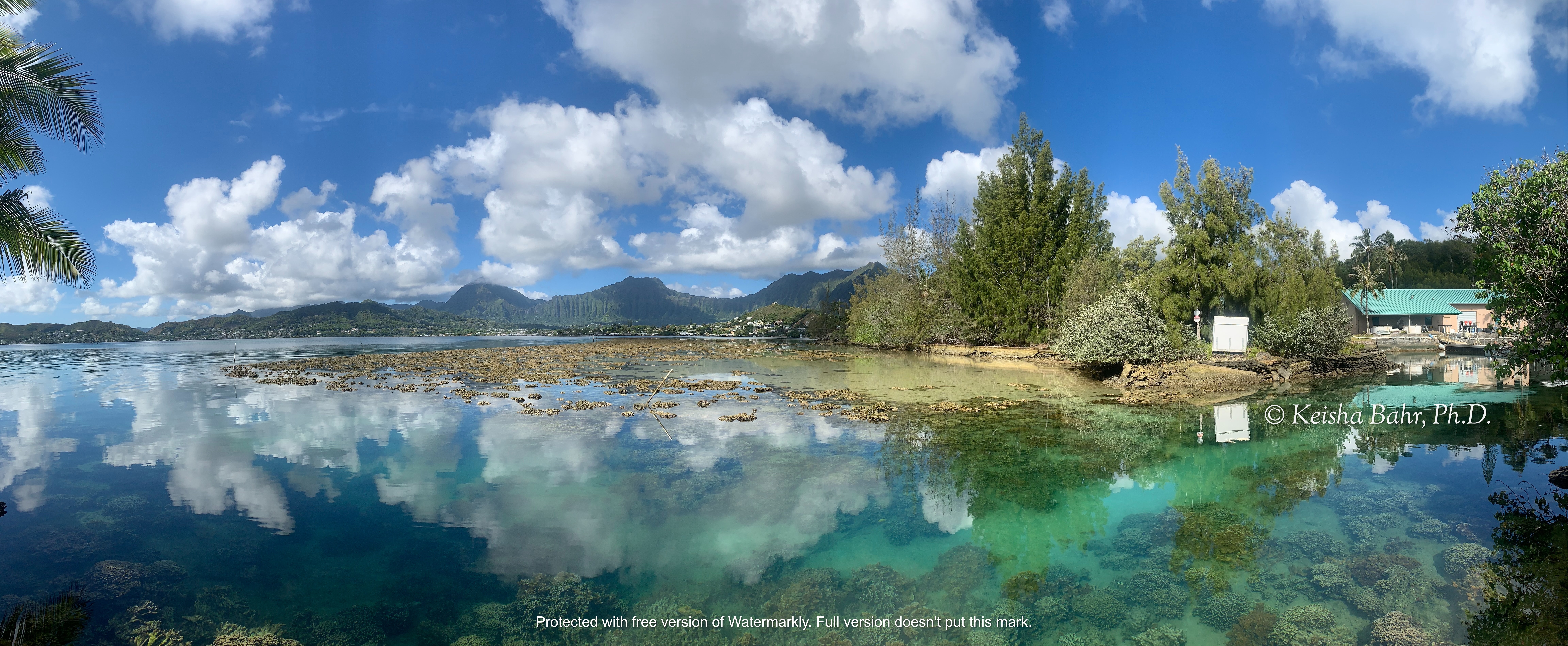 The Coral Conservation Crisis