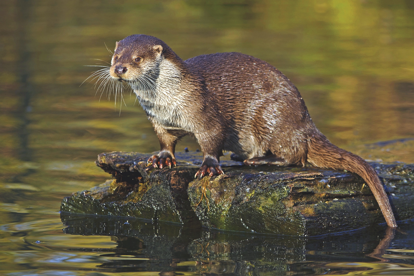 Discovering UK Otters: Biology, Ecology and Conservation