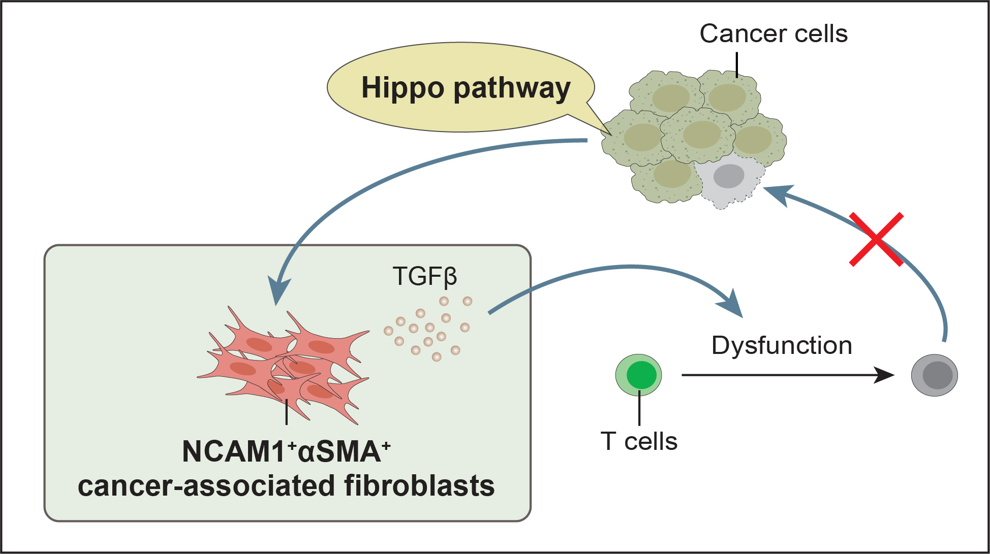 Hippo signaling pathway in cancer cells induces the formation of specific CAF subset to modulate immune activity in the tumor microenvironment
