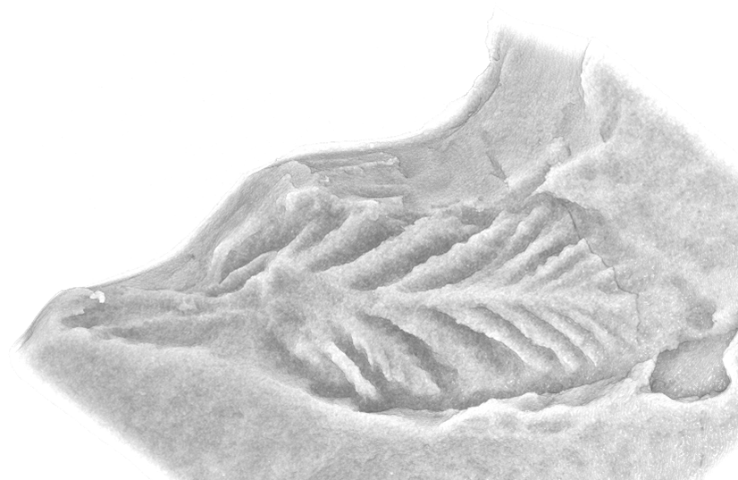 Why did fossils of the Ediacaran biota appear suddenly at large size? 