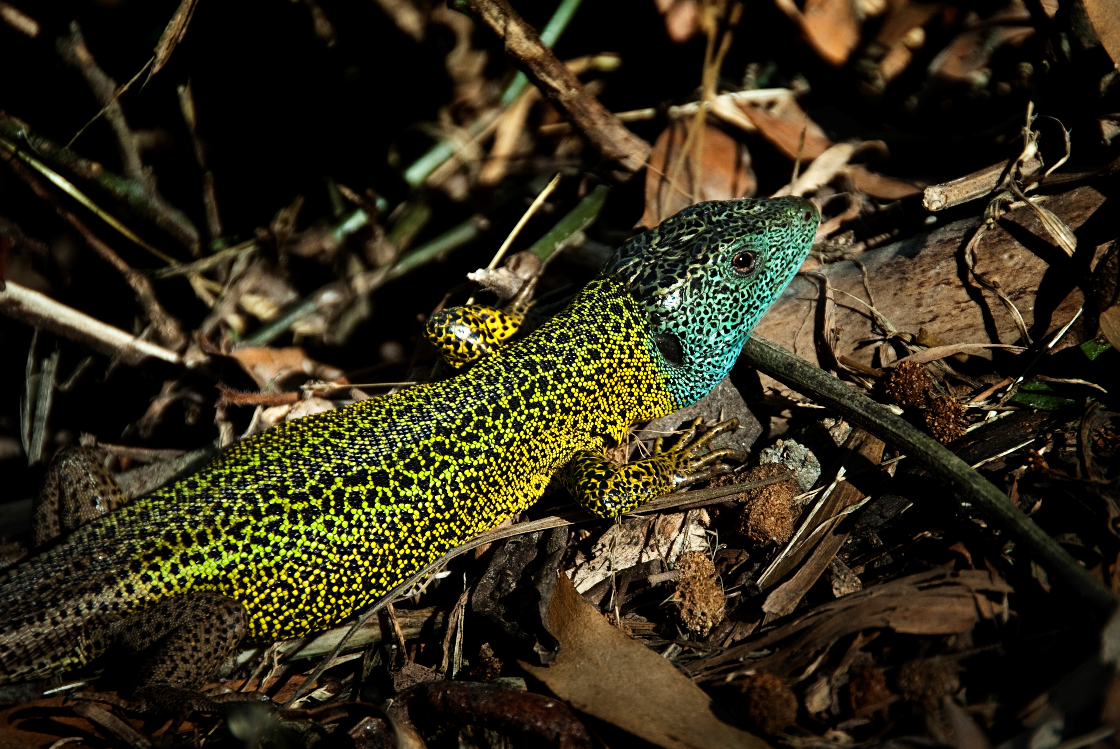 Virgin-births may compromise species lifespan in the long term: a tale from lizards and snakes