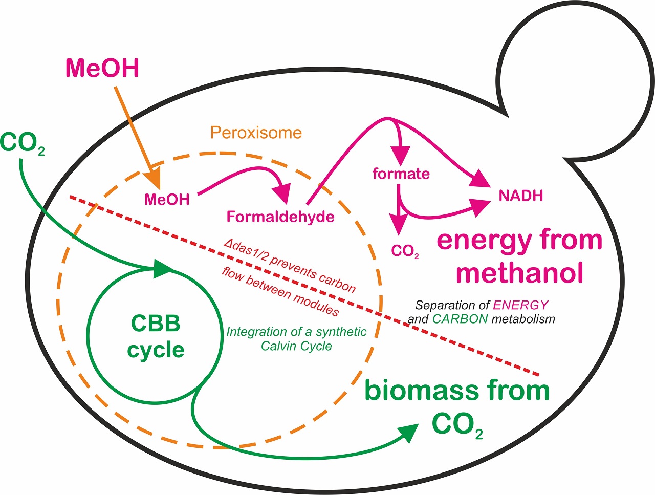 Turning a yeast species into an autotroph